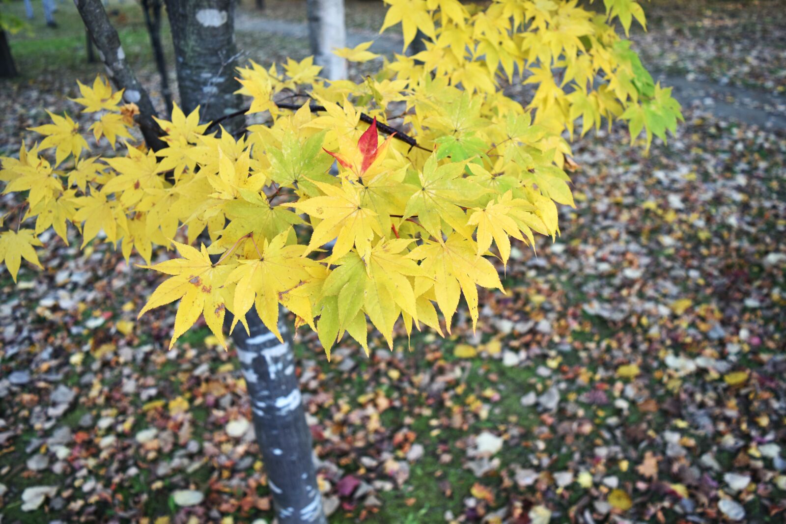 Nikon D5500 sample photo. Autumnal leaves, yellow, kaede photography