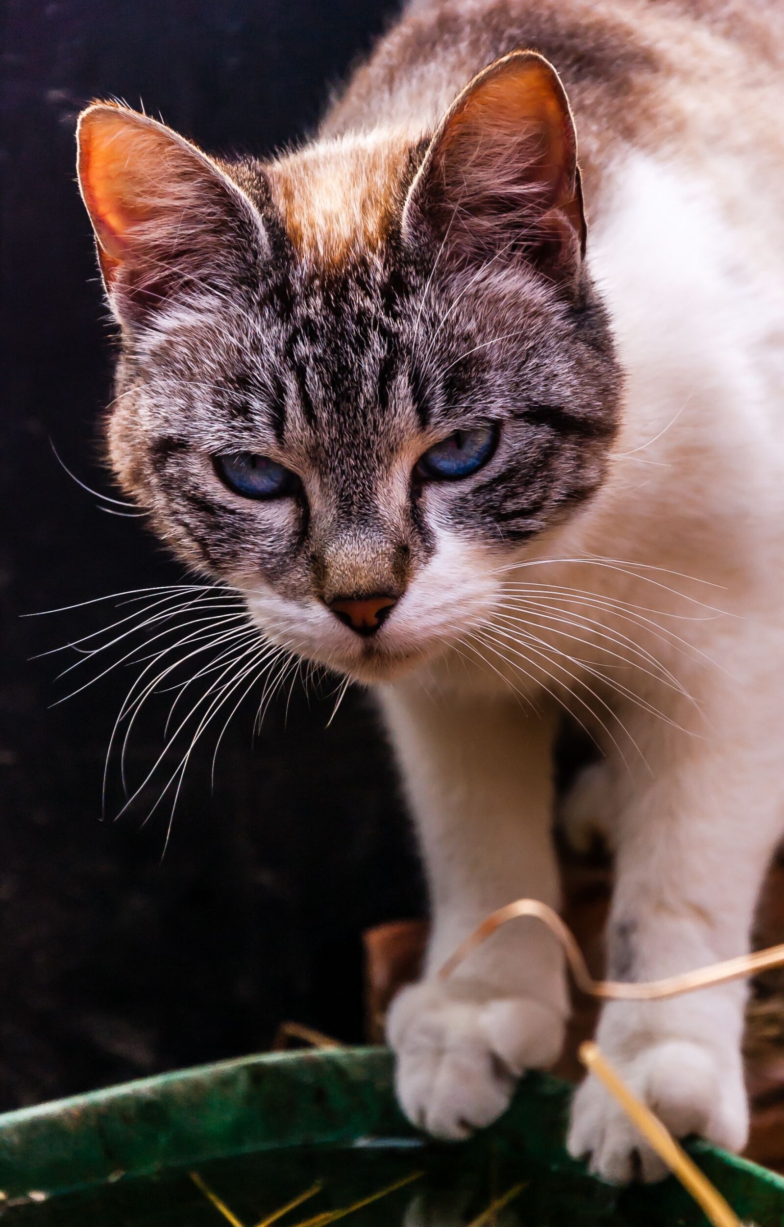 Nikon D40 sample photo. Animals, cat, portrait of photography