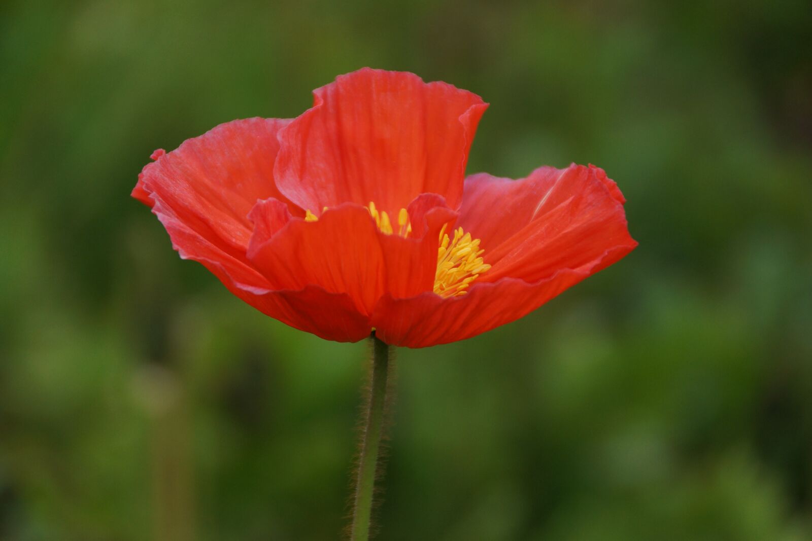 Sony DT 18-250mm F3.5-6.3 sample photo. Red, flower, poppy photography
