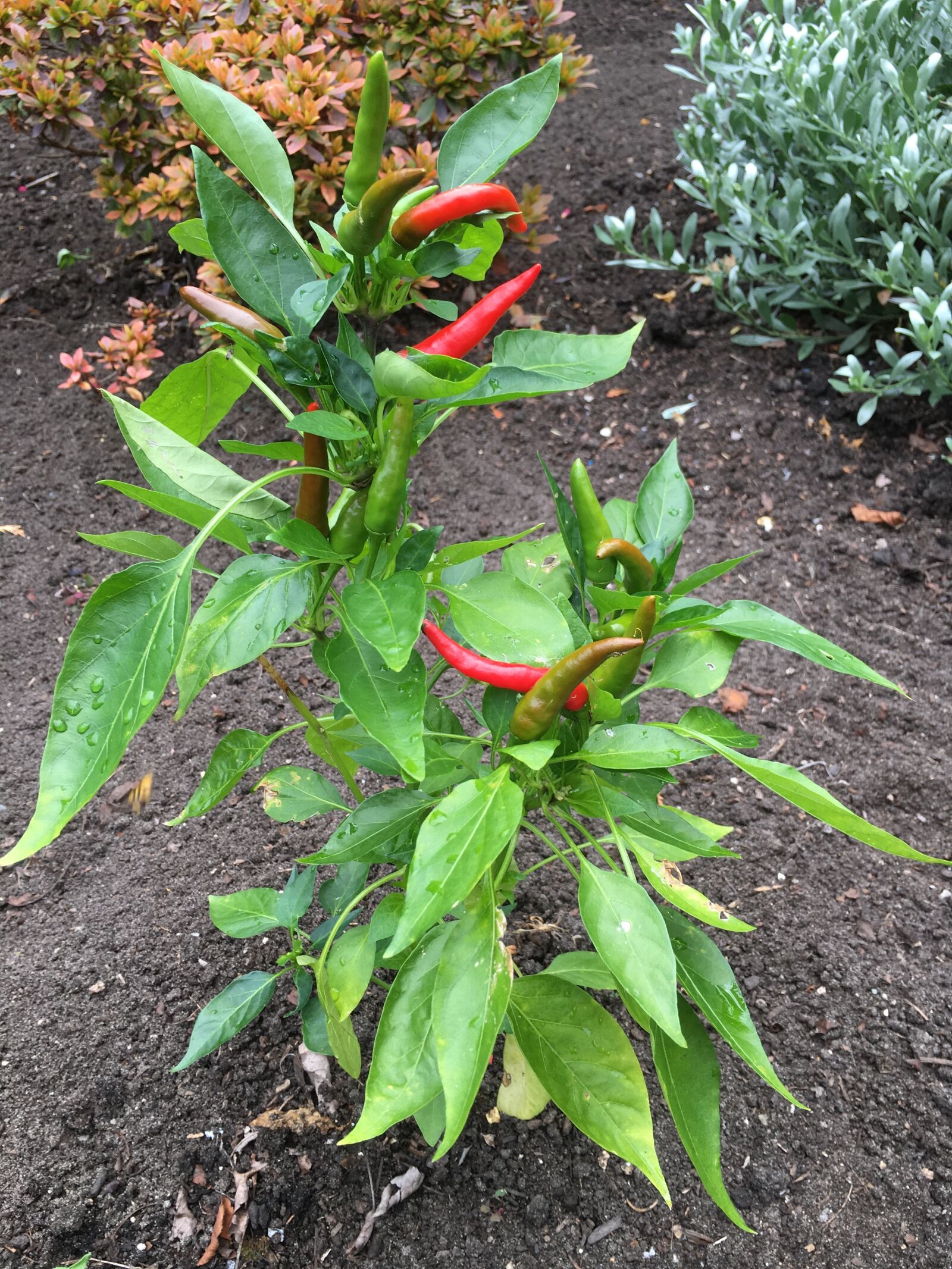 Apple iPhone 6s sample photo. Pepper, chilli, spicy photography