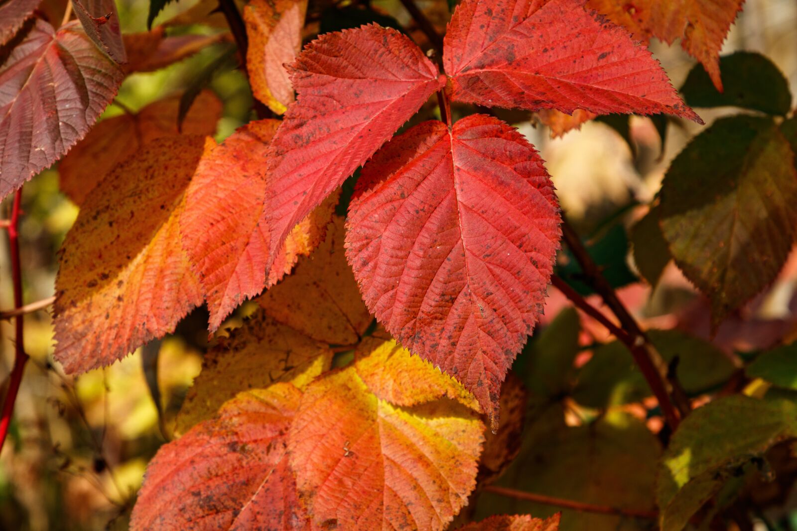 Canon EOS 80D sample photo. Autumn, foliage, colorful photography