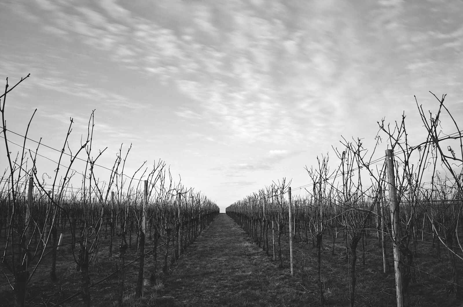 Nikon D5000 sample photo. Vineyard, sky, clouds photography