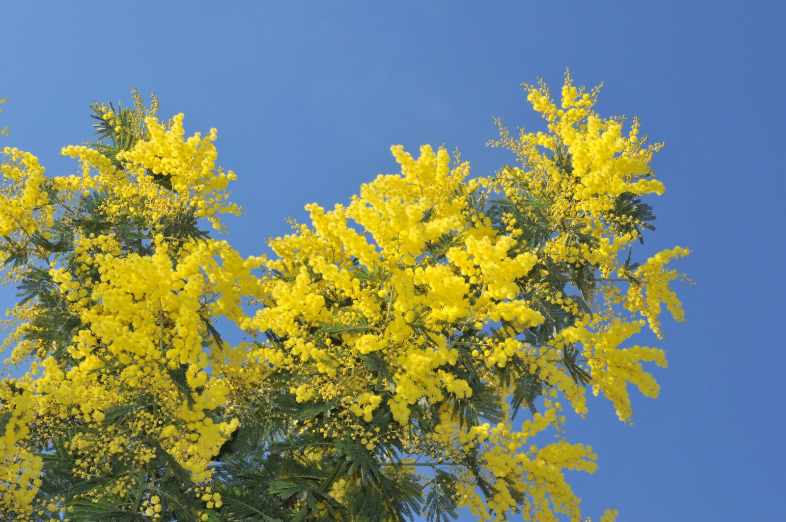 Nikon D300 sample photo. Nature, tree, season photography