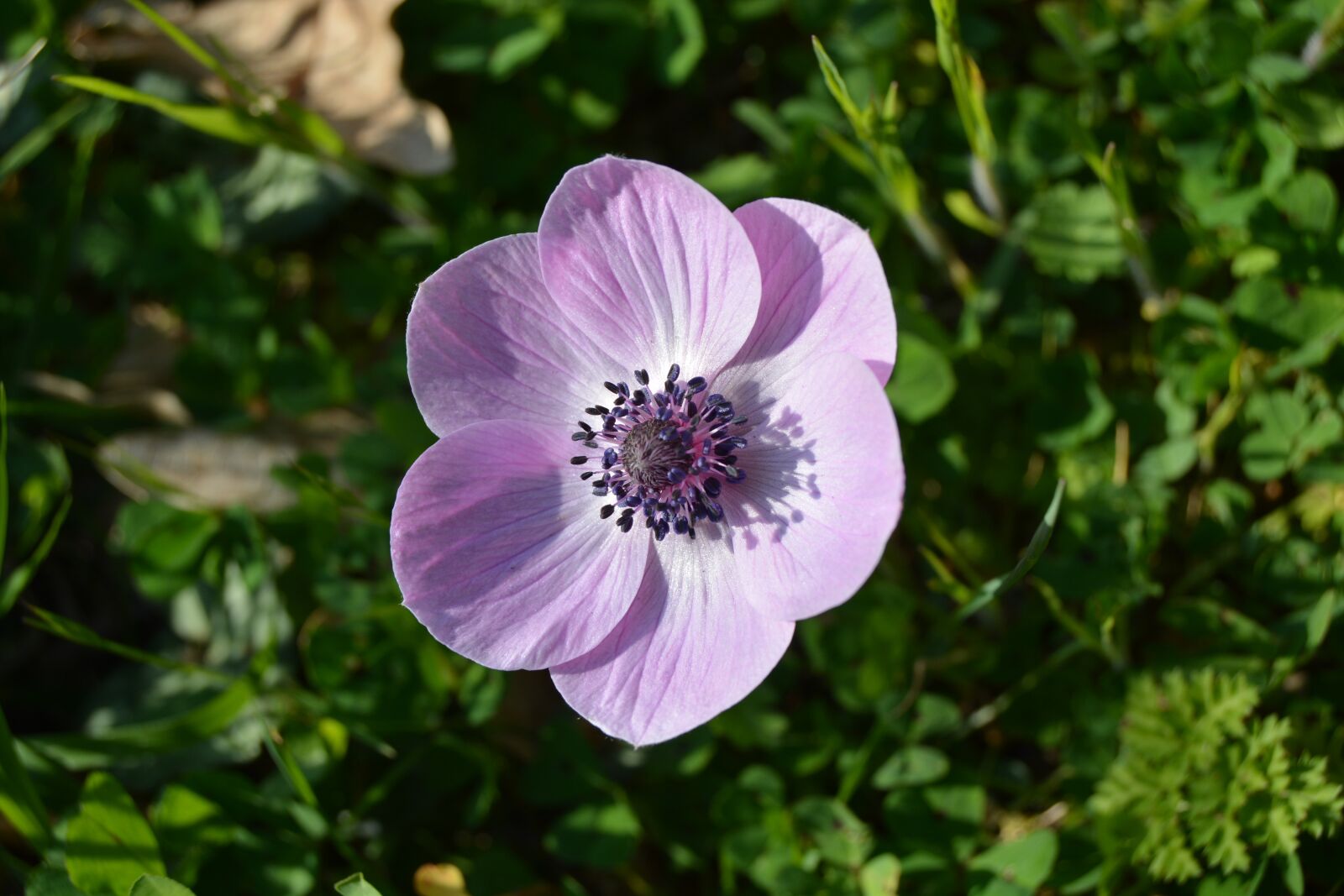 Nikon D5200 sample photo. Anemone, flowers, lilac photography