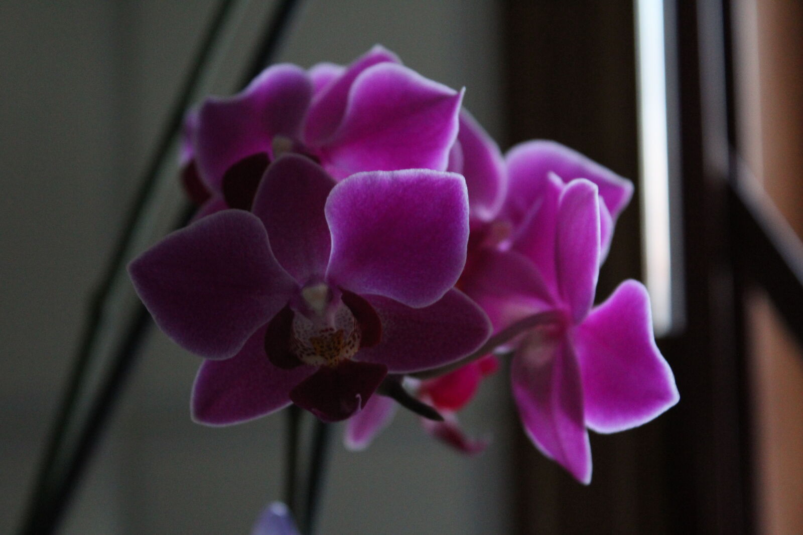 Canon EOS 1300D (EOS Rebel T6 / EOS Kiss X80) sample photo. Flower photography
