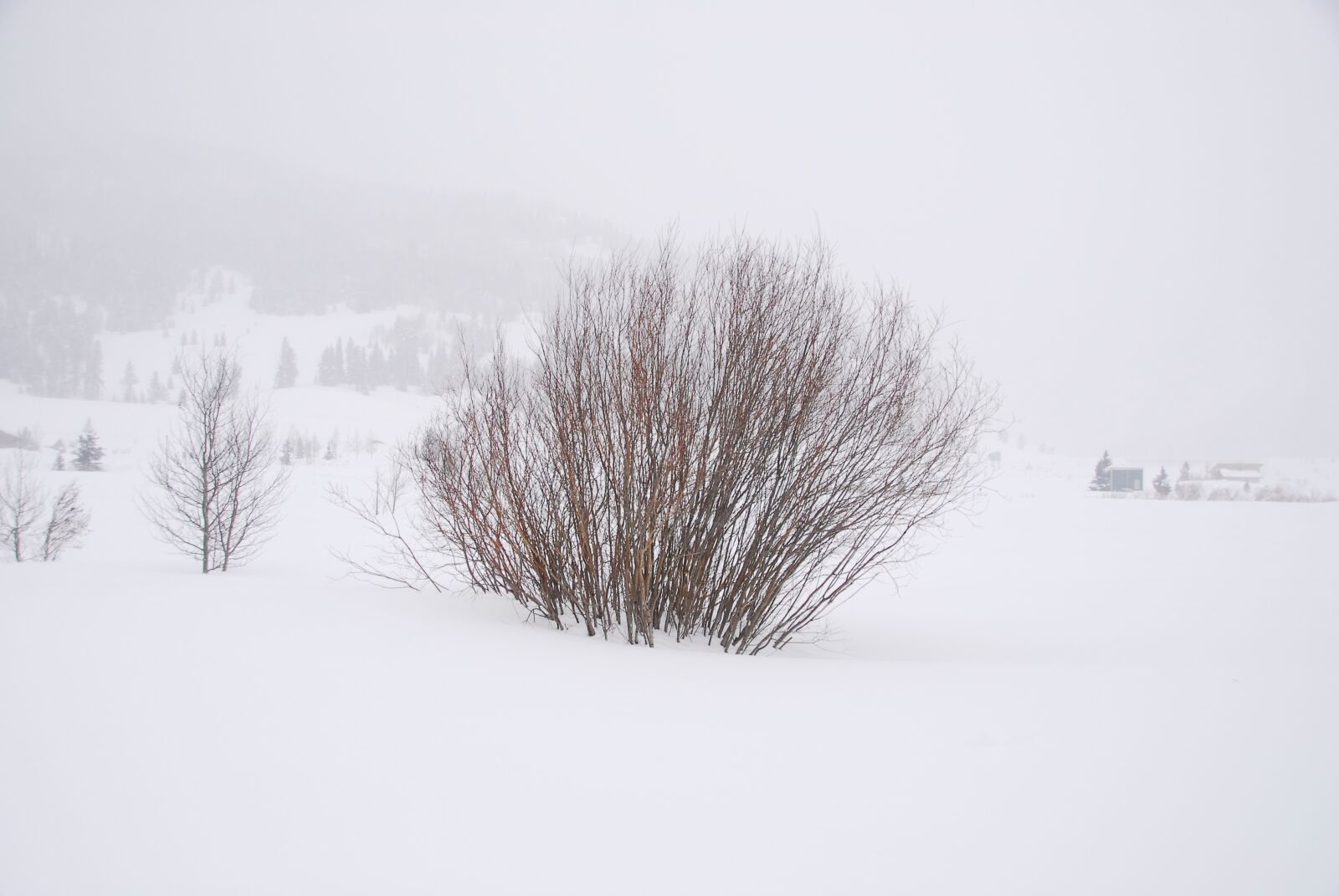 Nikon D200 sample photo. Snow, whiteout, bush photography