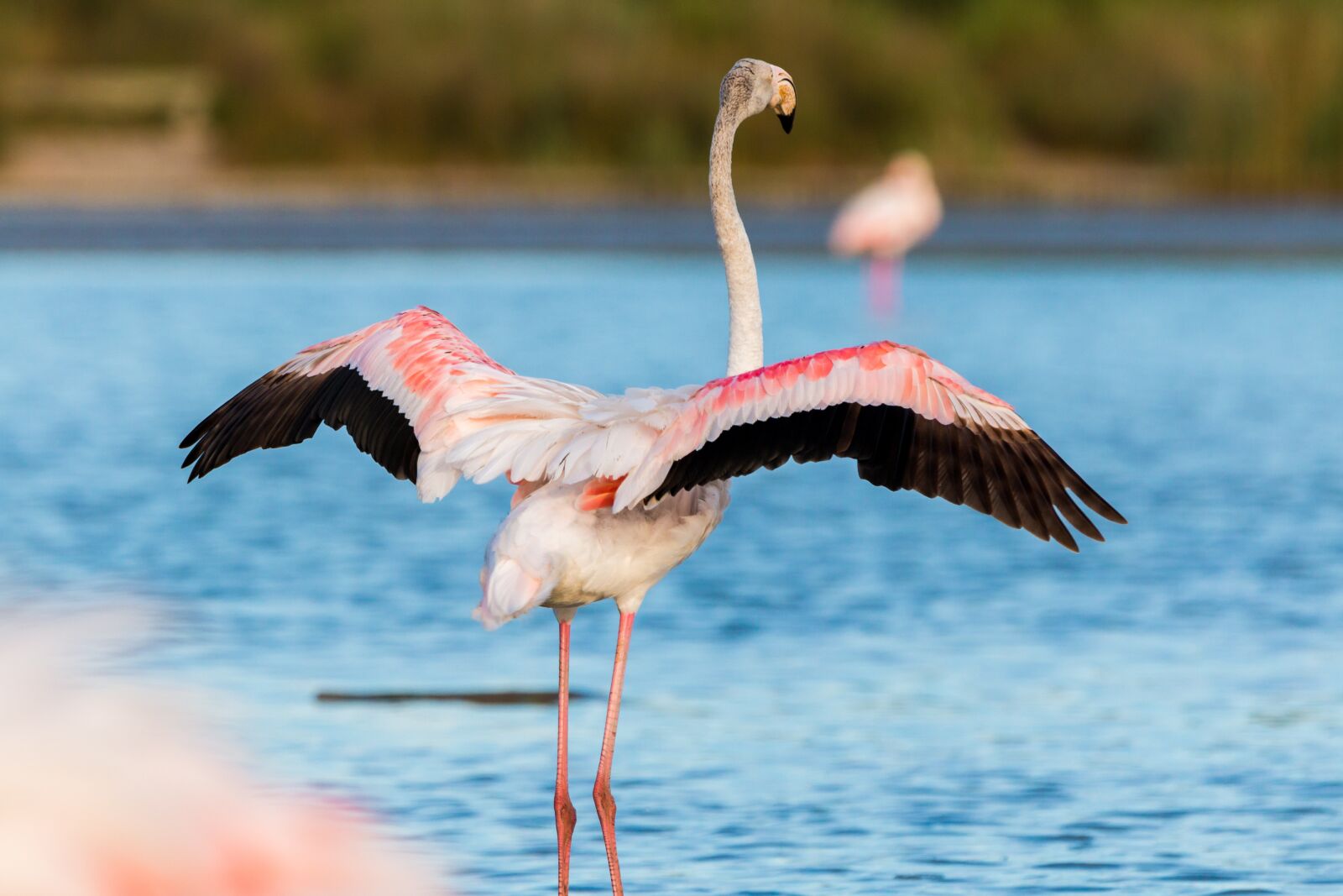 150-600mm F5-6.3 DG OS HSM | Contemporary 015 sample photo. Flamingo, flamingos, france photography