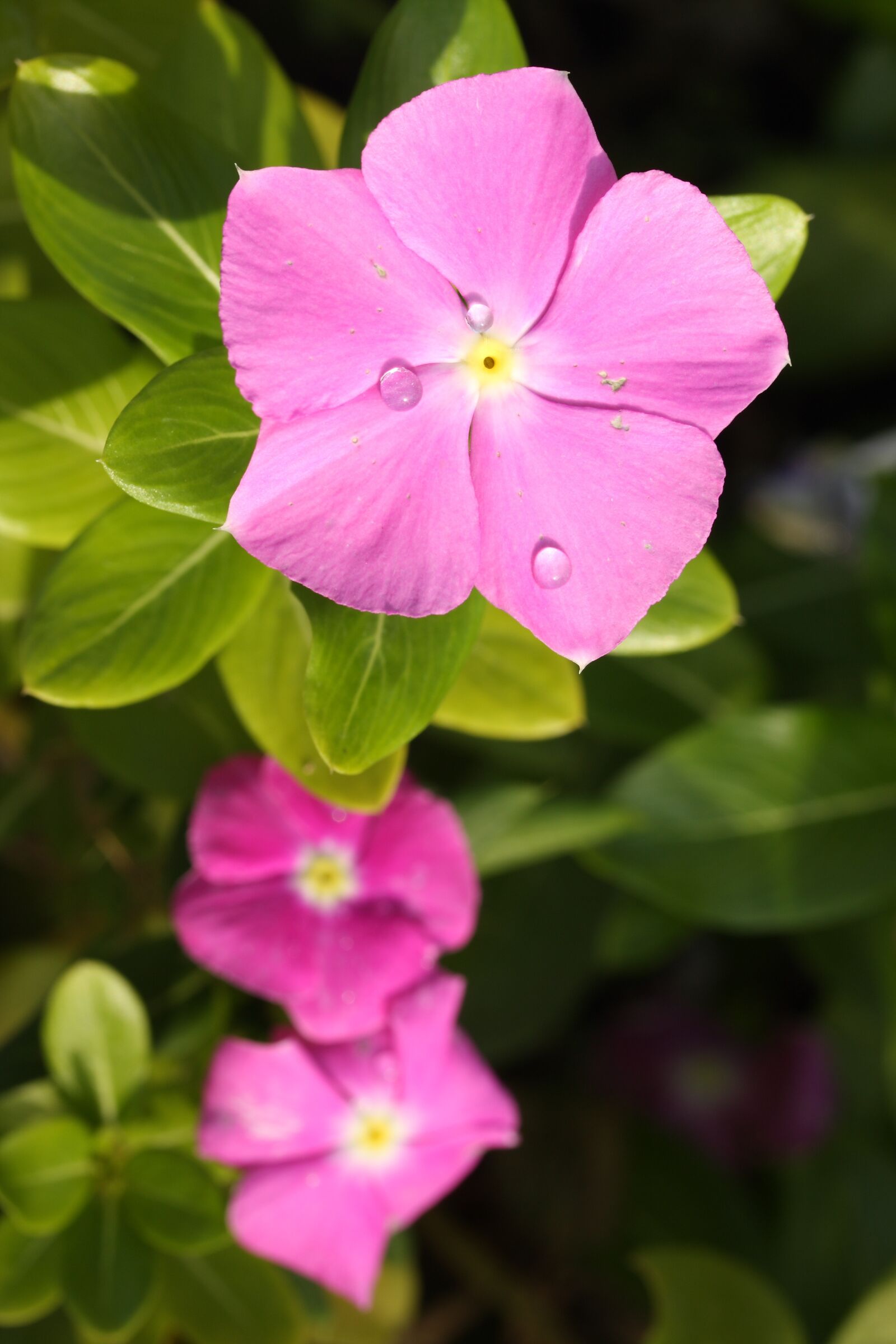 Canon EOS 40D sample photo. Flower, nature, spring photography