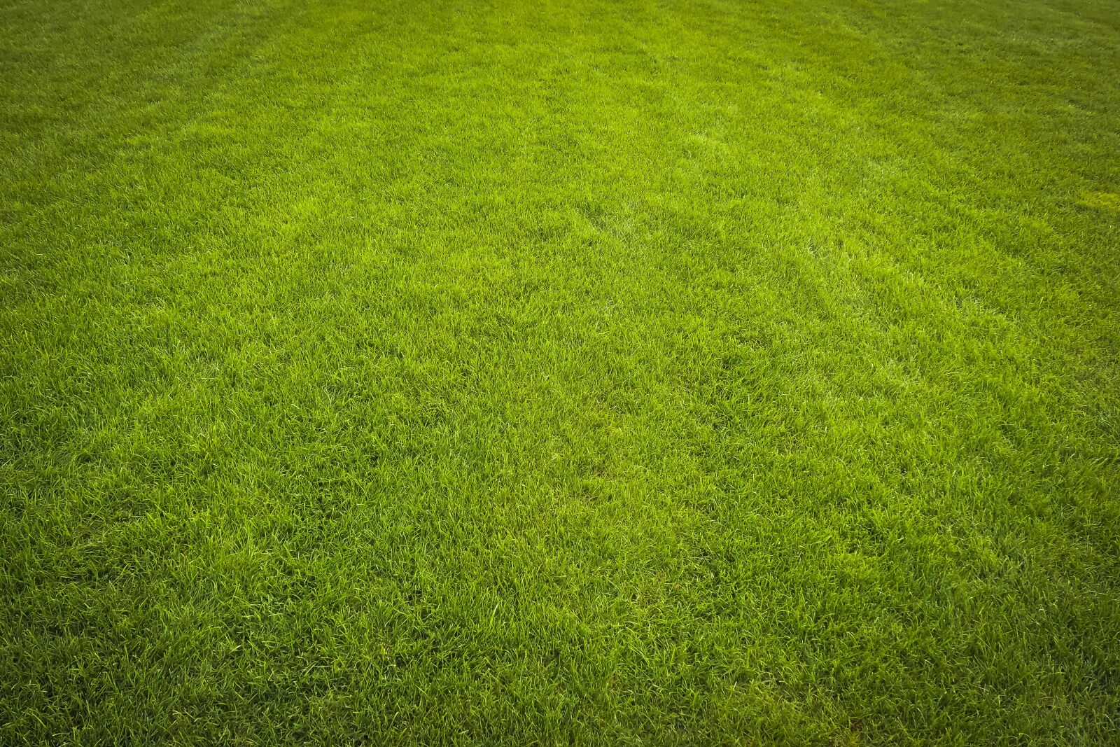 Olympus OM-D E-M10 sample photo. Grass, rush, green photography