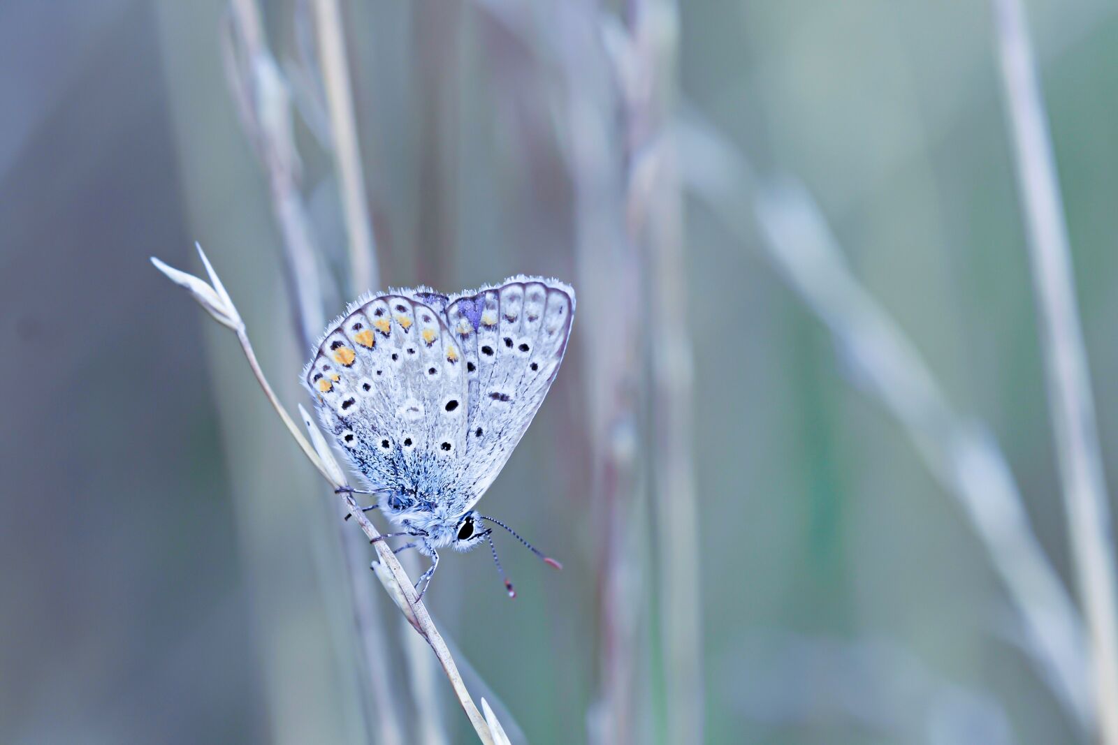 Nikon D7200 sample photo. Butterfly, azure, nature photography
