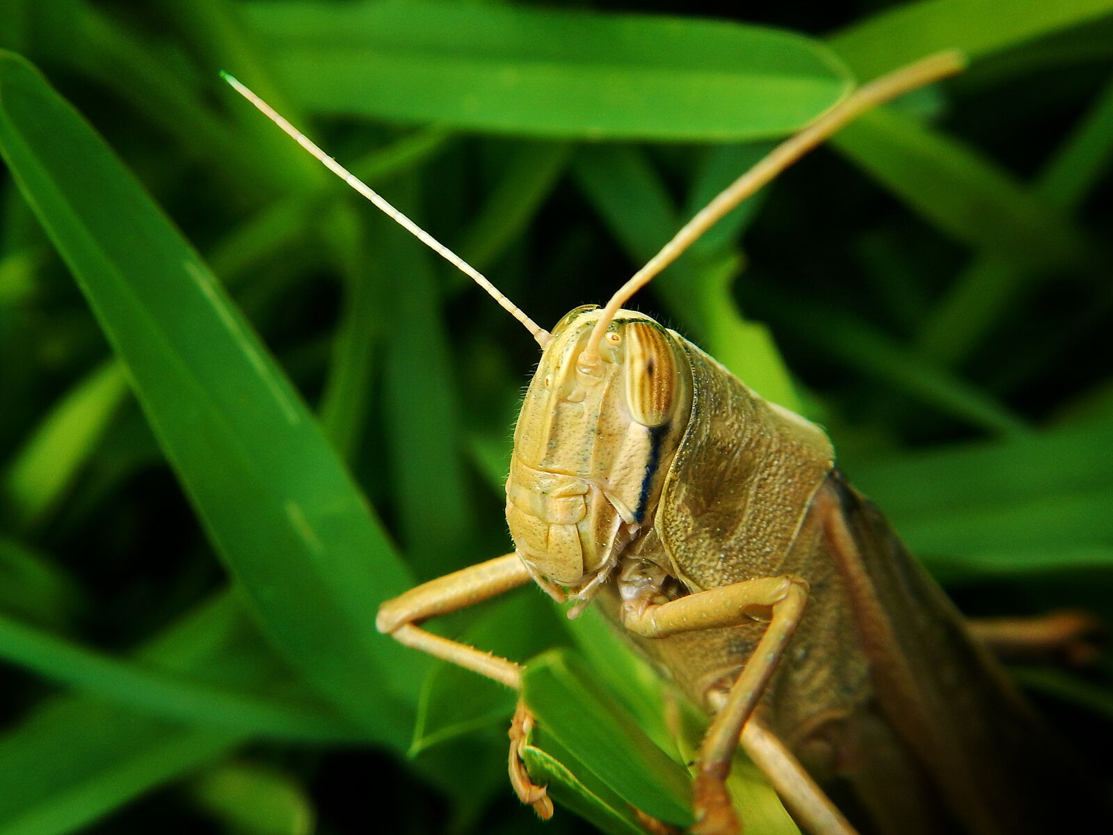 Nikon Coolpix AW110 sample photo. Grasshopper, herbivore, garden photography