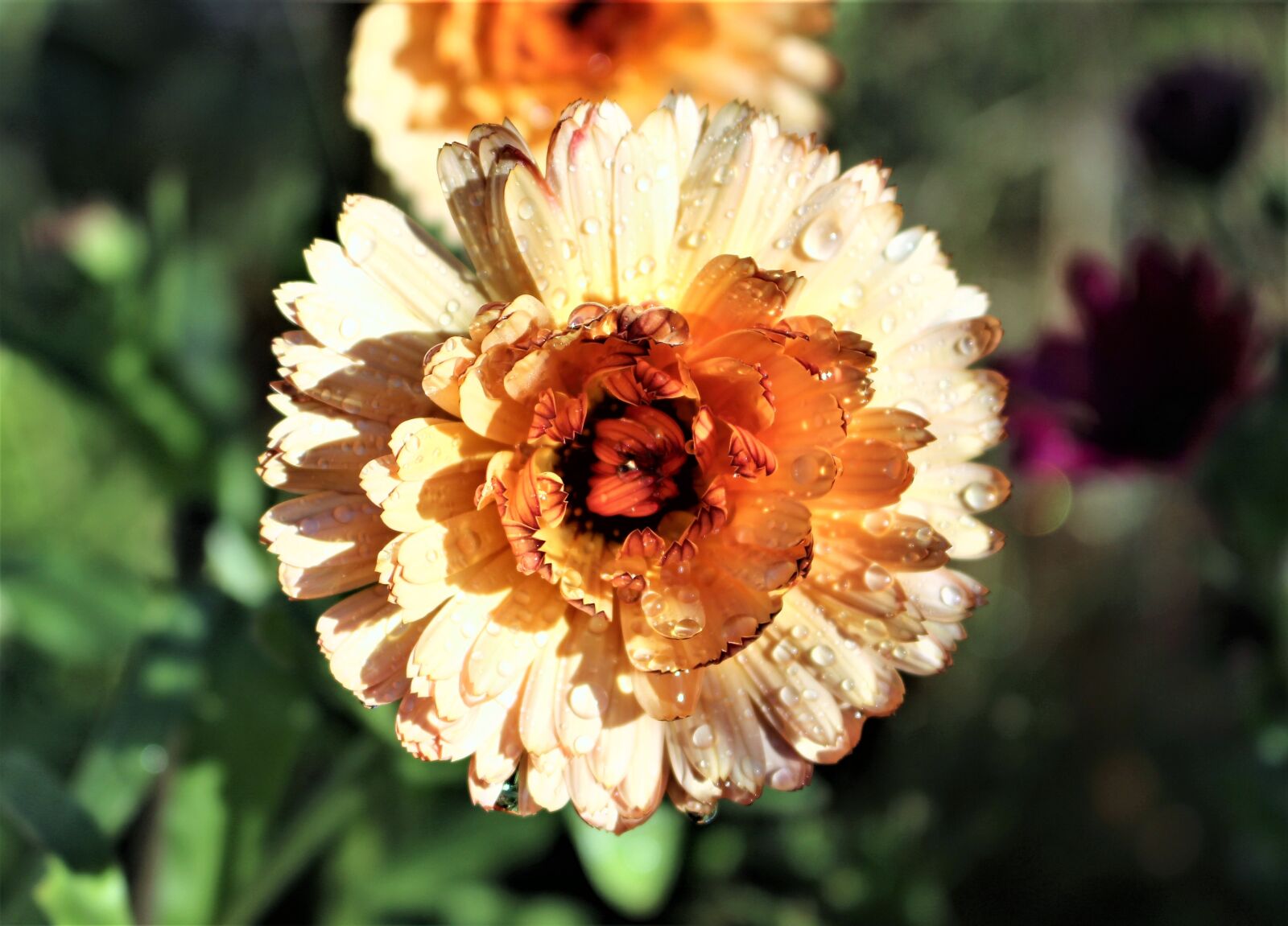 Canon EOS 700D (EOS Rebel T5i / EOS Kiss X7i) sample photo. Marigold, flower, flowers photography