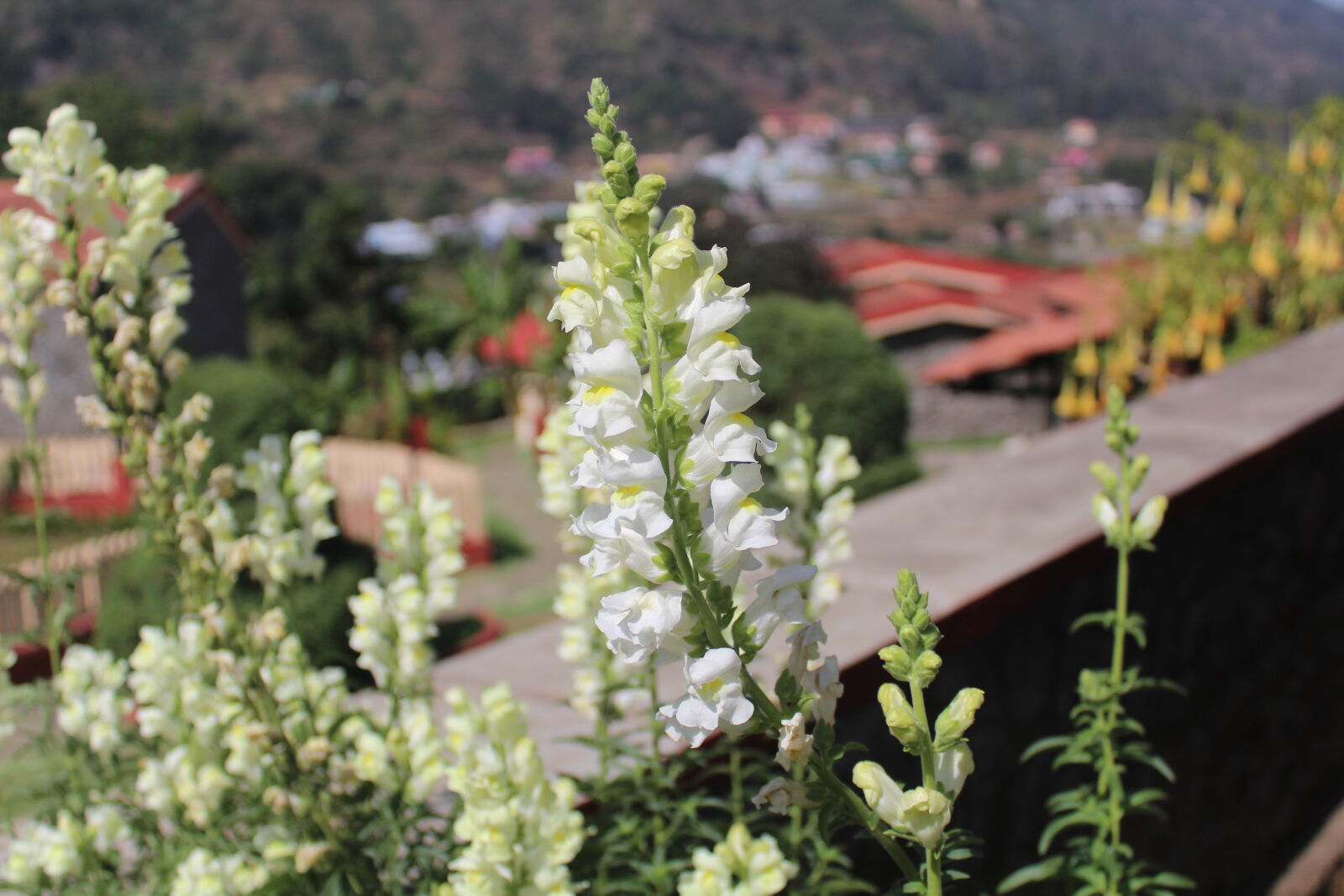 Canon EOS 1300D (EOS Rebel T6 / EOS Kiss X80) sample photo. White, flower photography