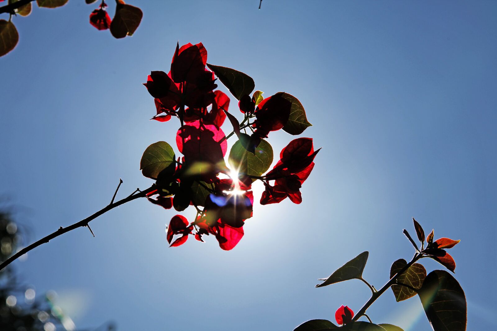 Canon EOS 5D Mark II sample photo. Bougainvillea, nature, garden photography