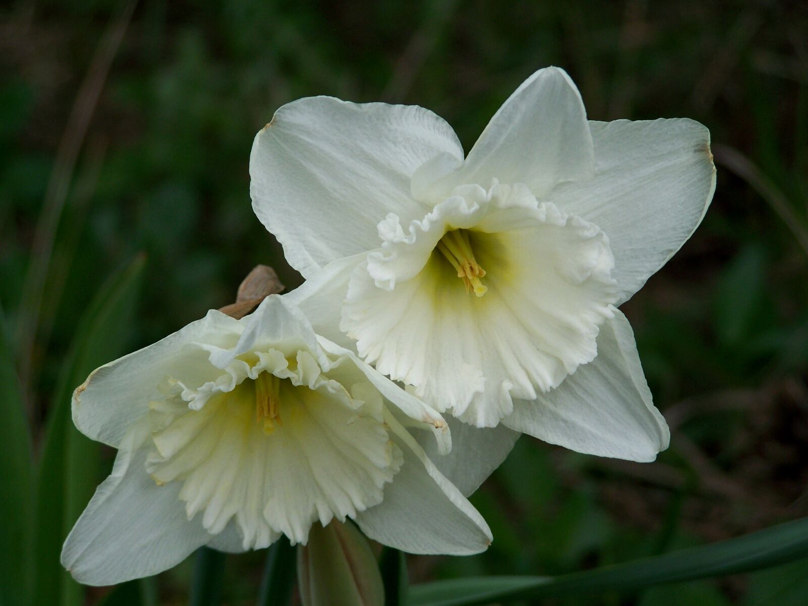 Kodak EASYSHARE ZD710 ZOOM DIGITAL CAMERA sample photo. Daffodil, spring flower, garden photography