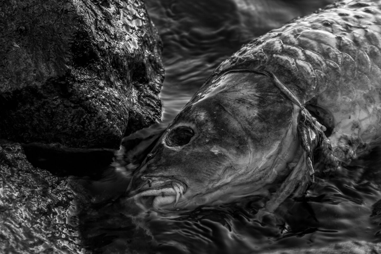 Canon EOS 7D sample photo. Carp, cyprinus carpio, dead photography