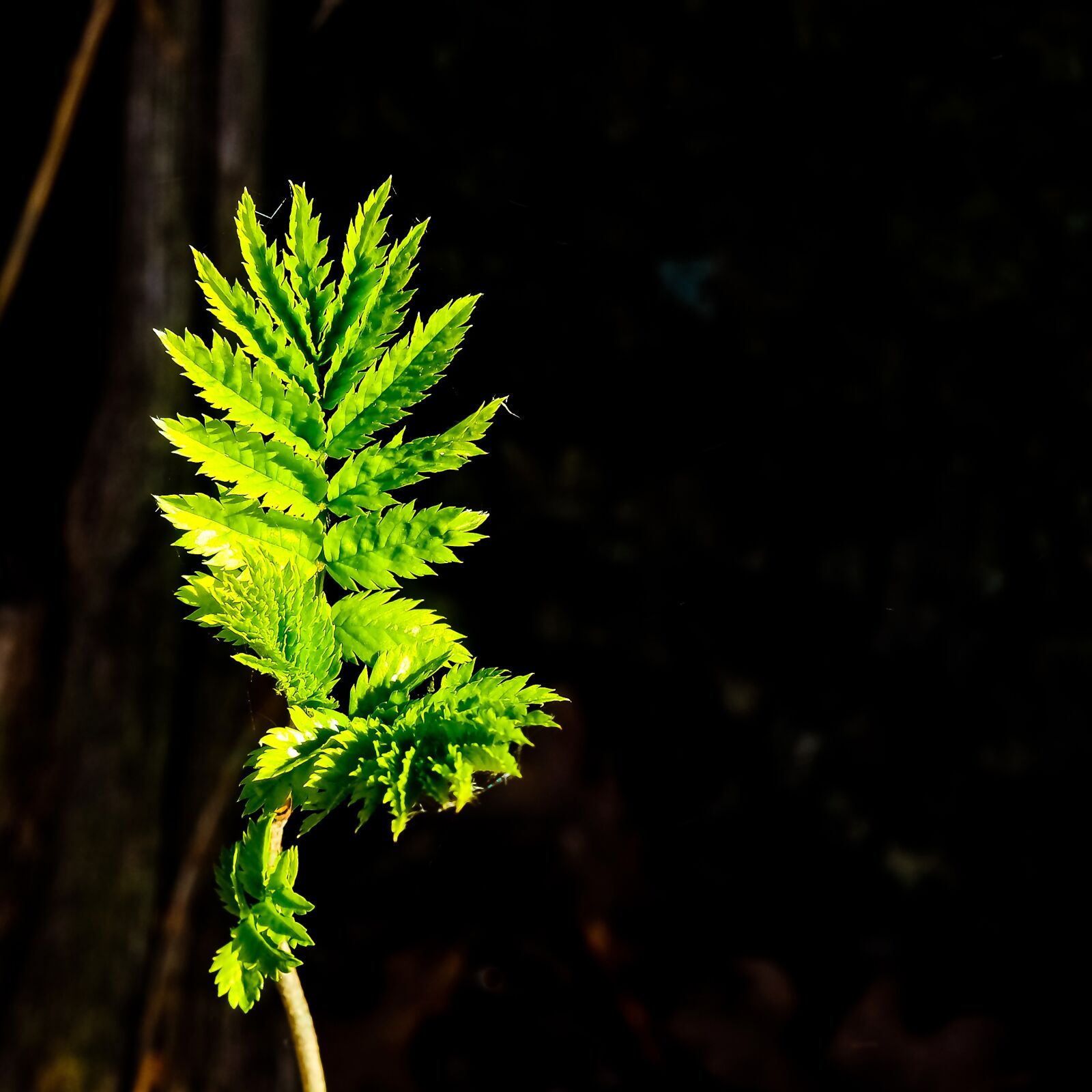Olympus OM-D E-M10 sample photo. Leaf, close up, nature photography