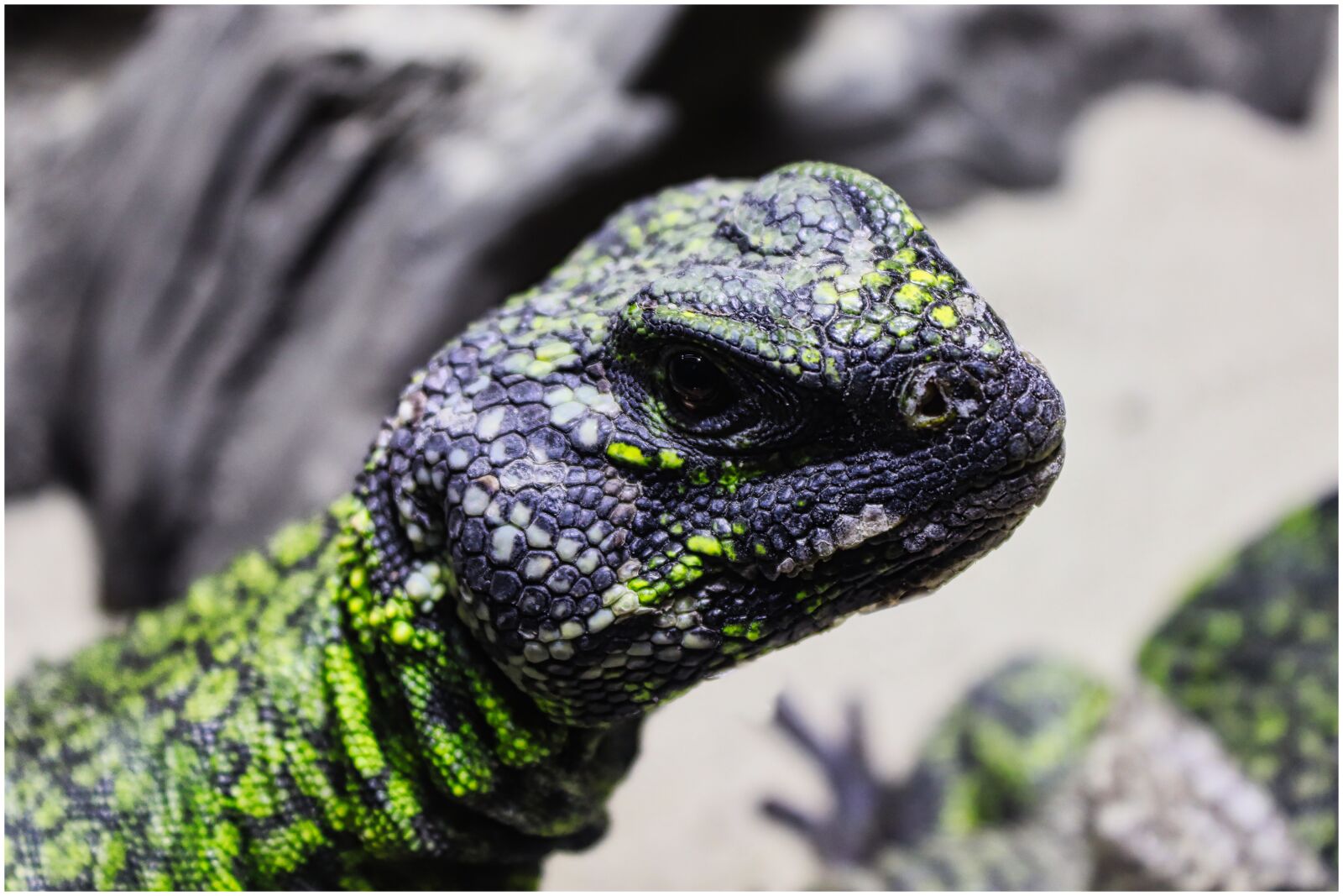 Canon EOS 200D (EOS Rebel SL2 / EOS Kiss X9) sample photo. Agame, lizard, view photography