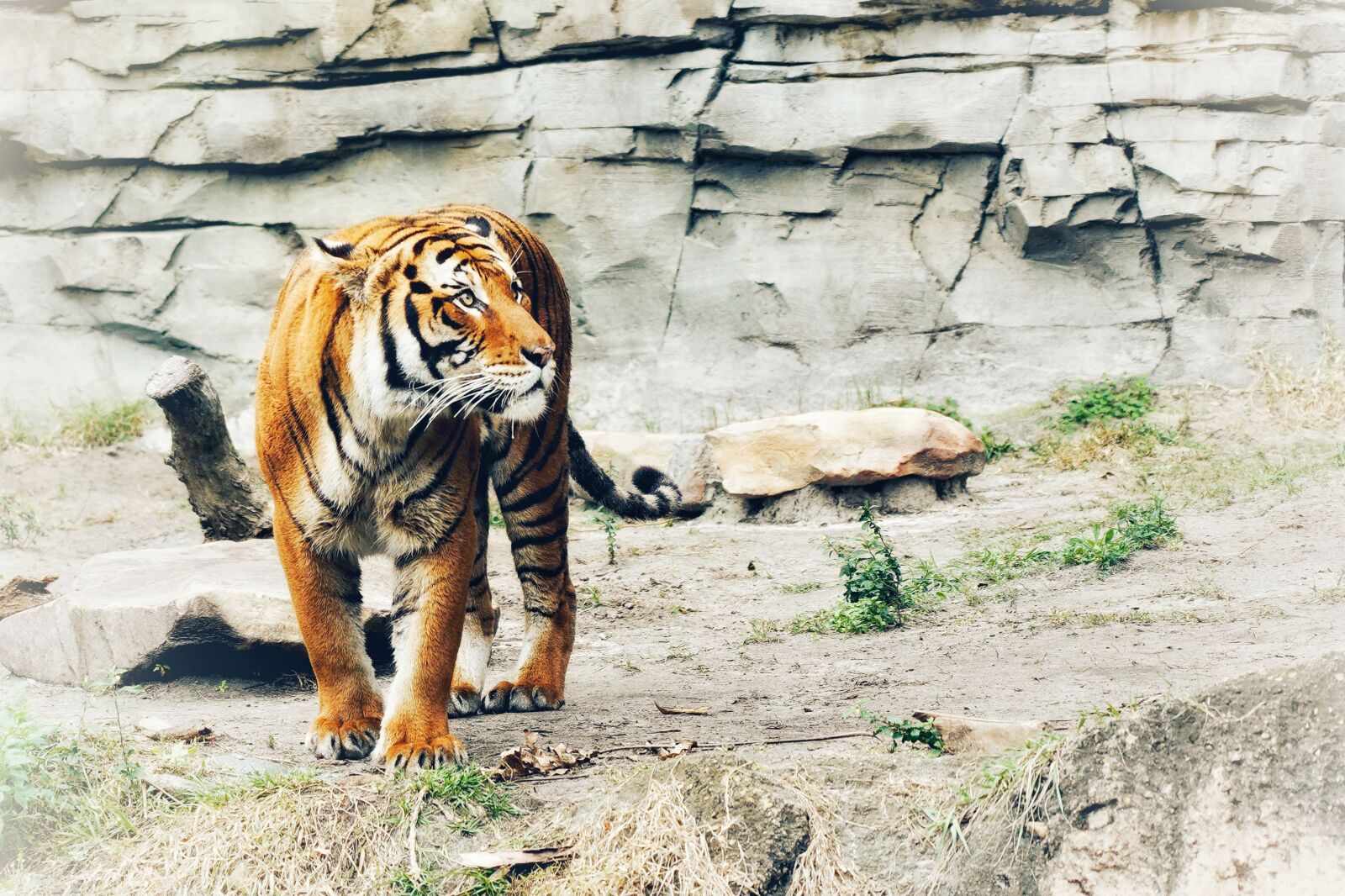 Sony FE 24-105mm F4 G OSS sample photo. Tiger, animal, asia photography