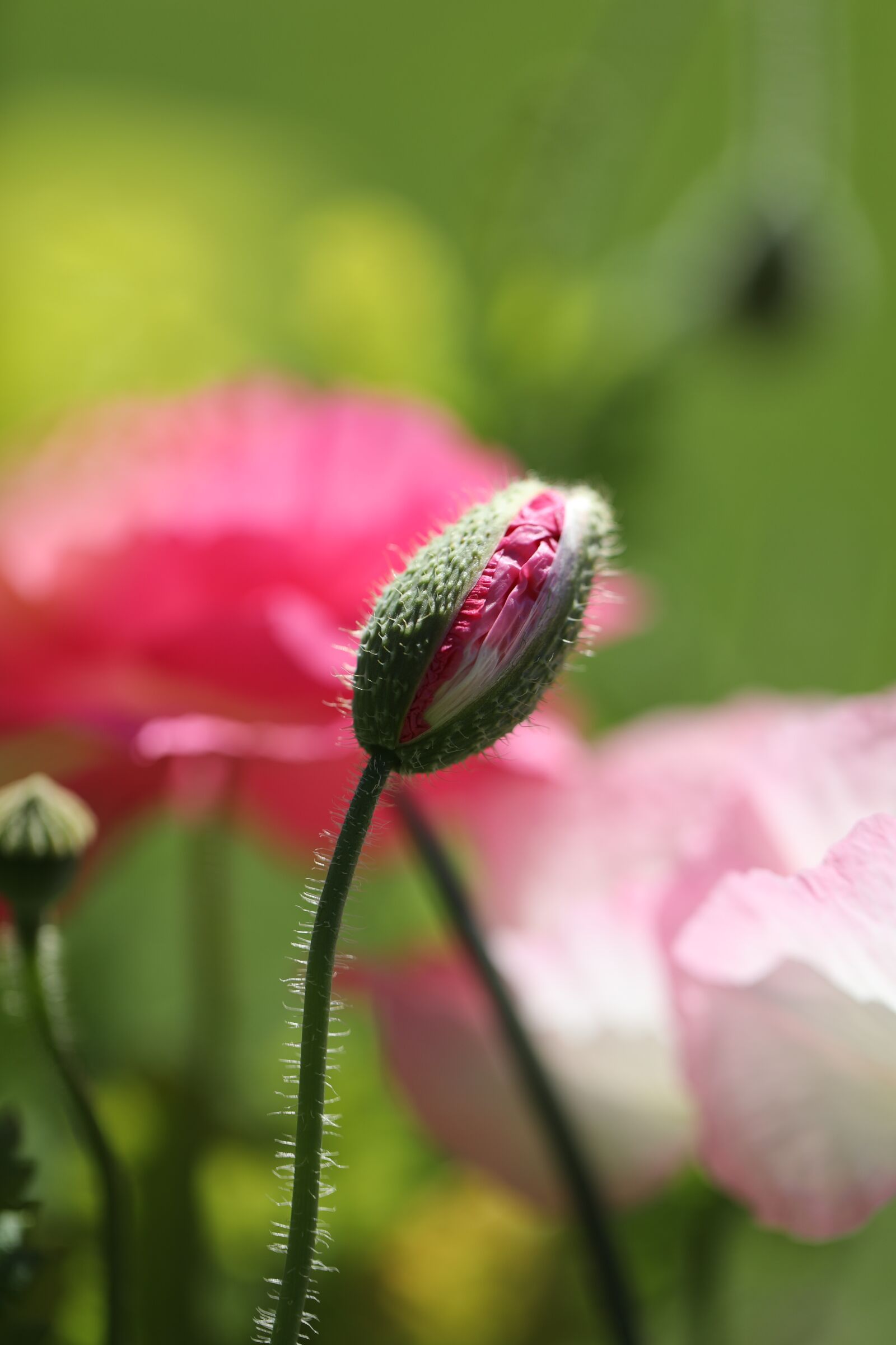Canon EF 100mm F2.8L Macro IS USM sample photo. Pink, flower, poppy photography