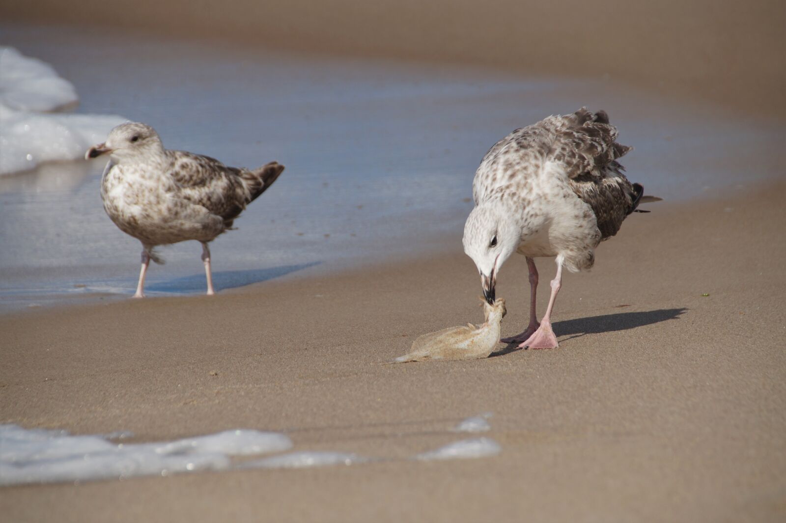 Sony SLT-A58 sample photo. The seagull, booty, catch photography