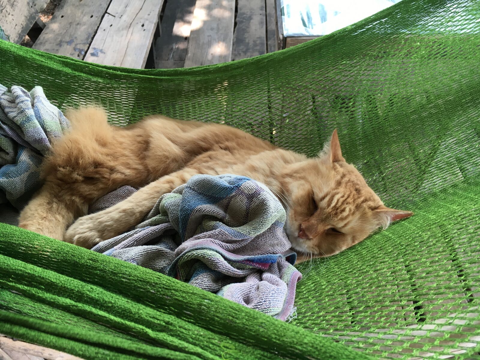 Apple iPhone 6s sample photo. Cat, cat in hammock photography
