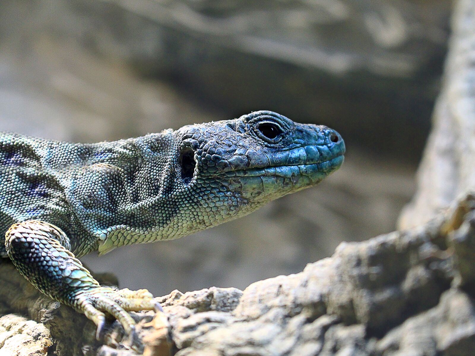 Canon EOS 700D (EOS Rebel T5i / EOS Kiss X7i) sample photo. Lizard, reptile, nature photography