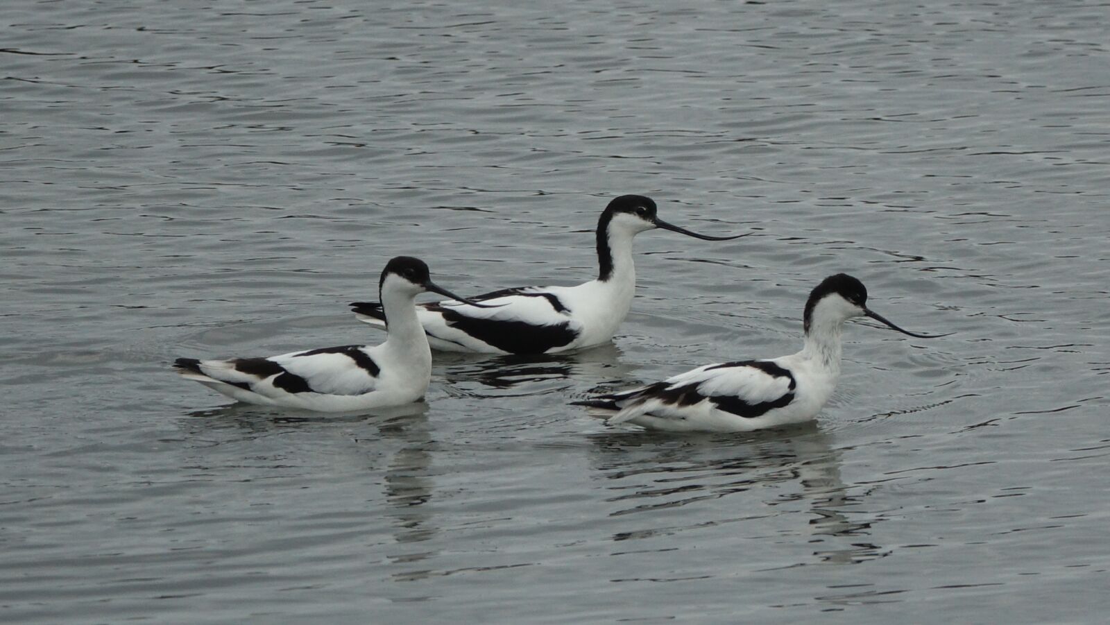 Sony Cyber-shot DSC-RX10 III sample photo. Avocet from the andes photography