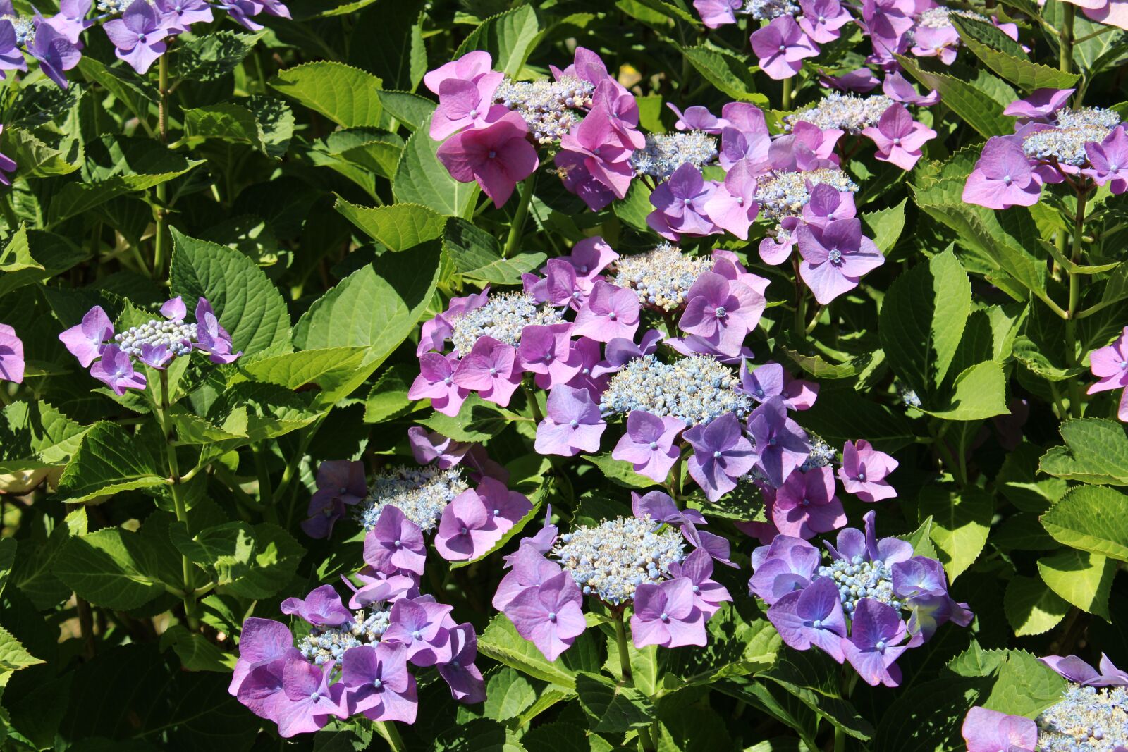 Canon EOS 2000D (EOS Rebel T7 / EOS Kiss X90 / EOS 1500D) sample photo. Purple, flower, blossom photography