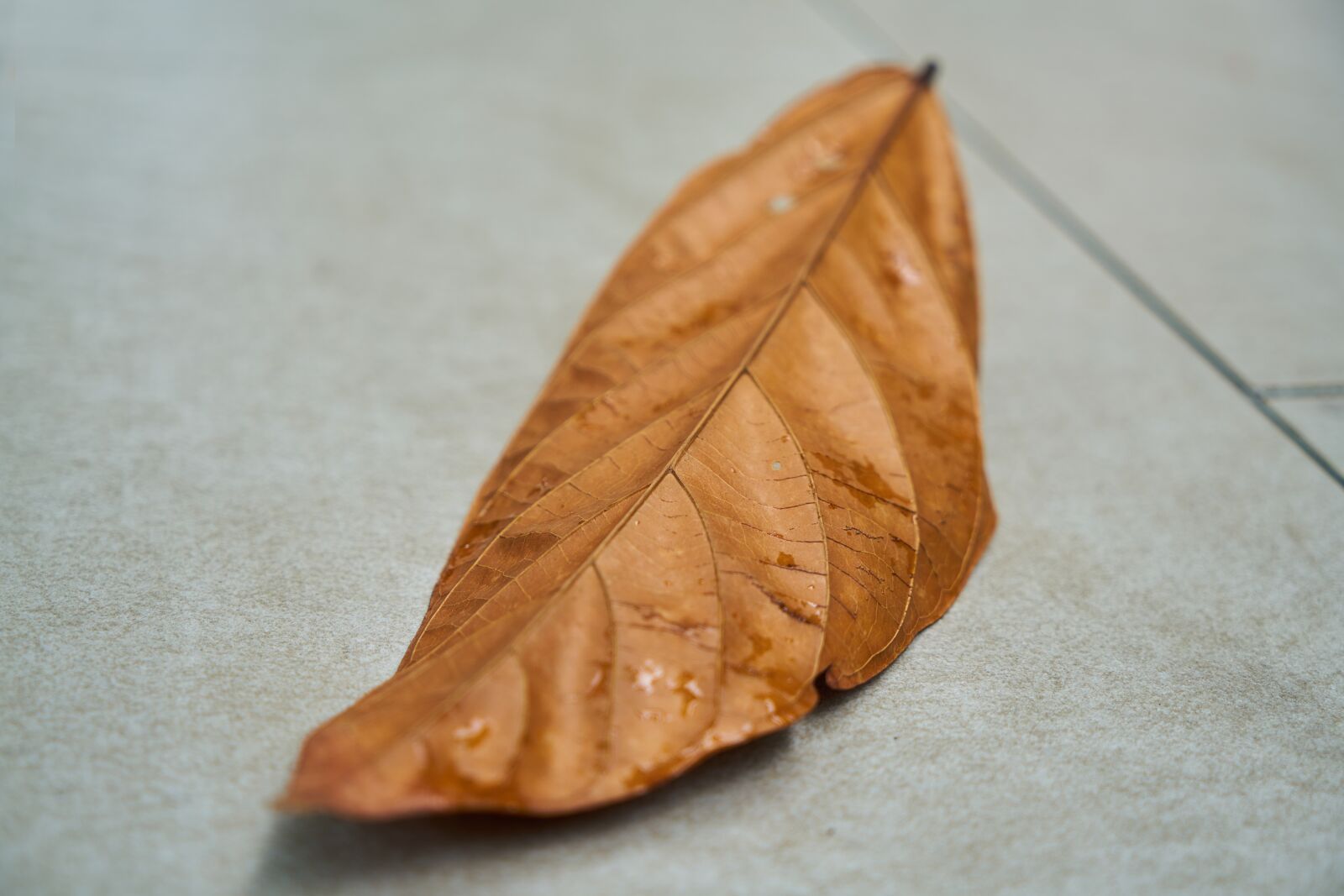 Sony a7R II sample photo. Leaves, autumn, macro photography