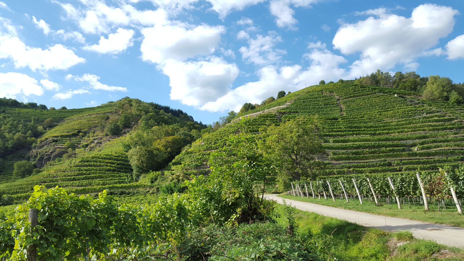 Samsung GALAXY S6 edge sample photo. Vineyards, the danube cycle photography