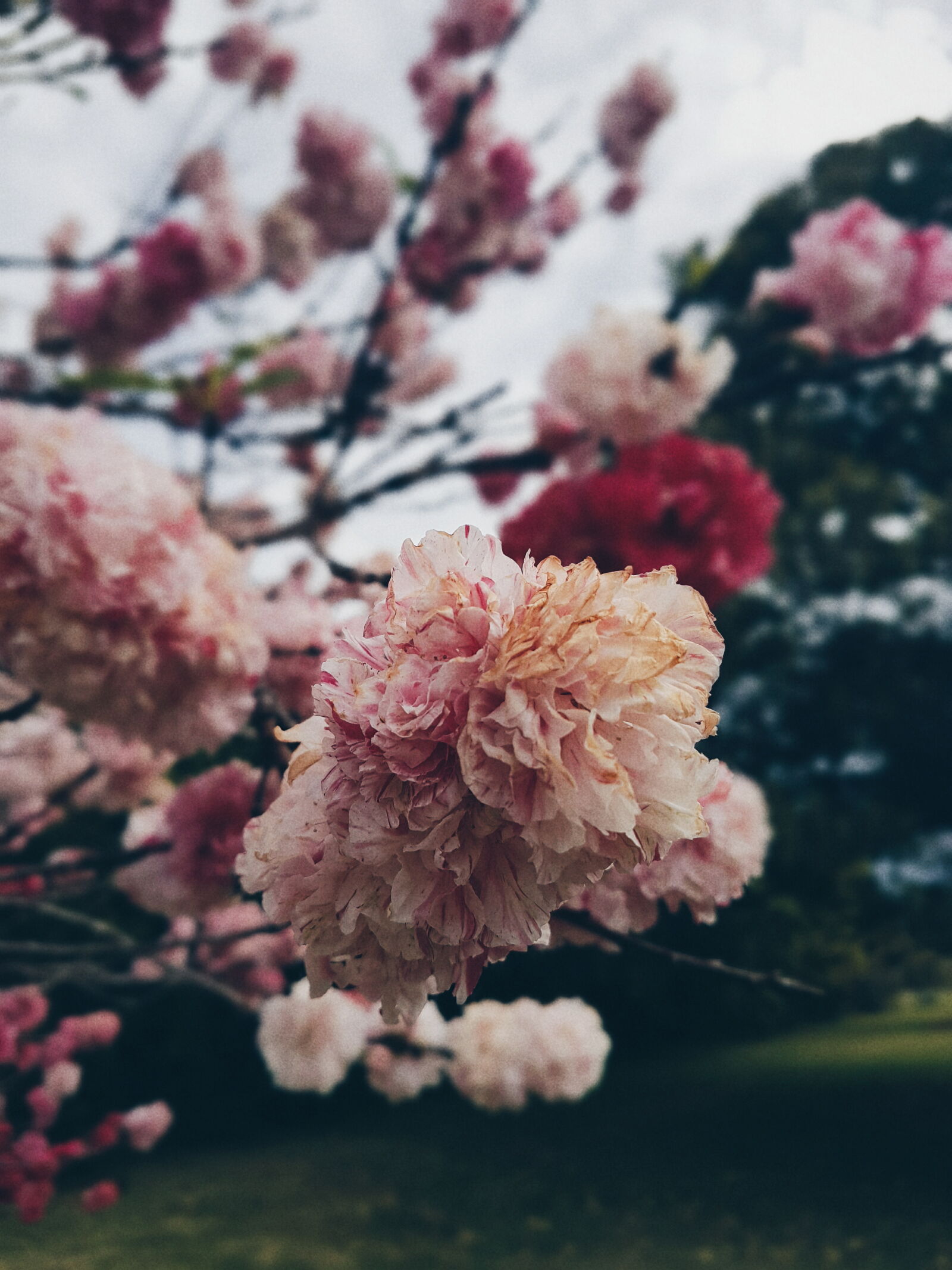 Samsung Galaxy S7 Edge sample photo. Pink, white, red, petal photography