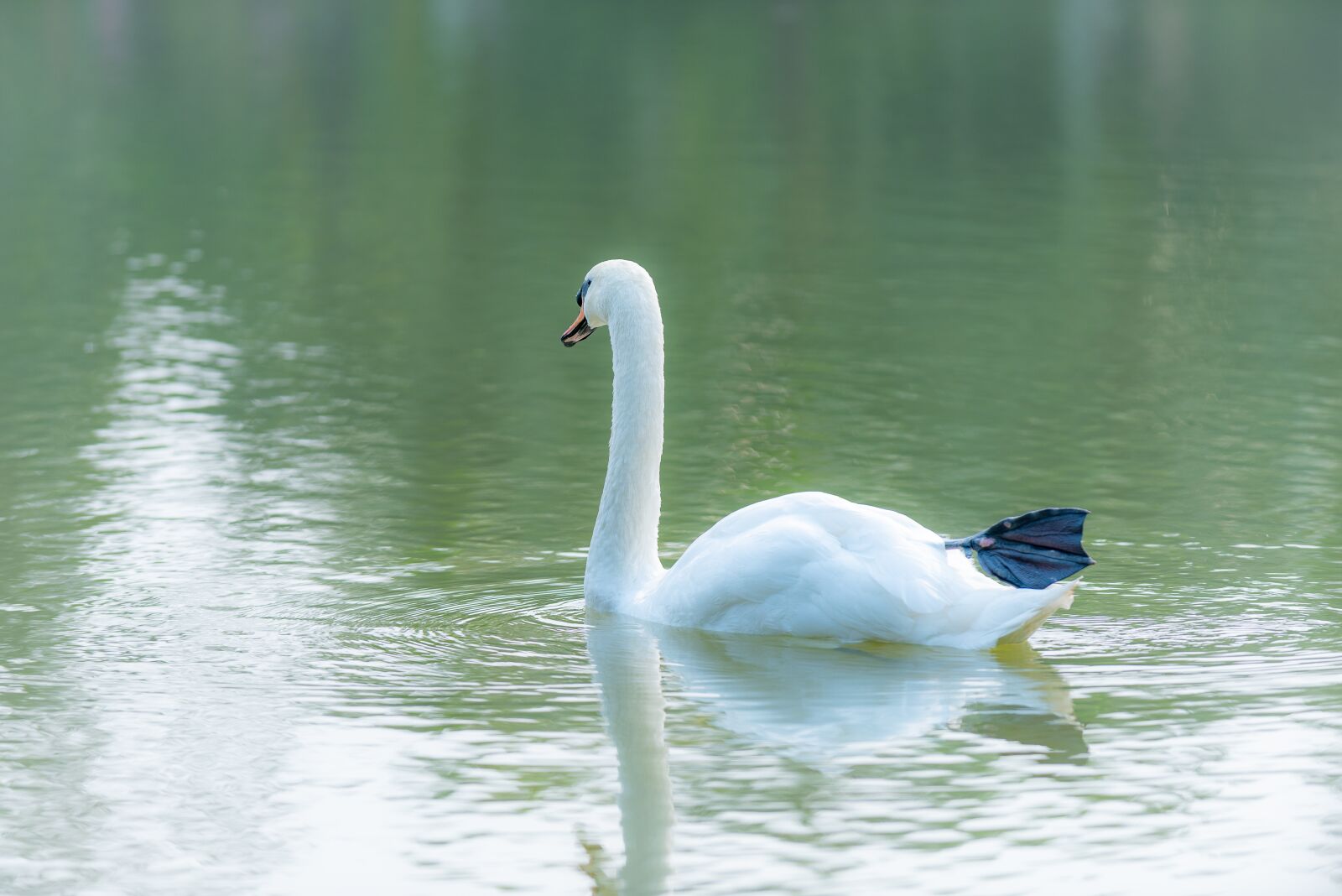 Nikon D810 sample photo. Swan, outdoor, water photography