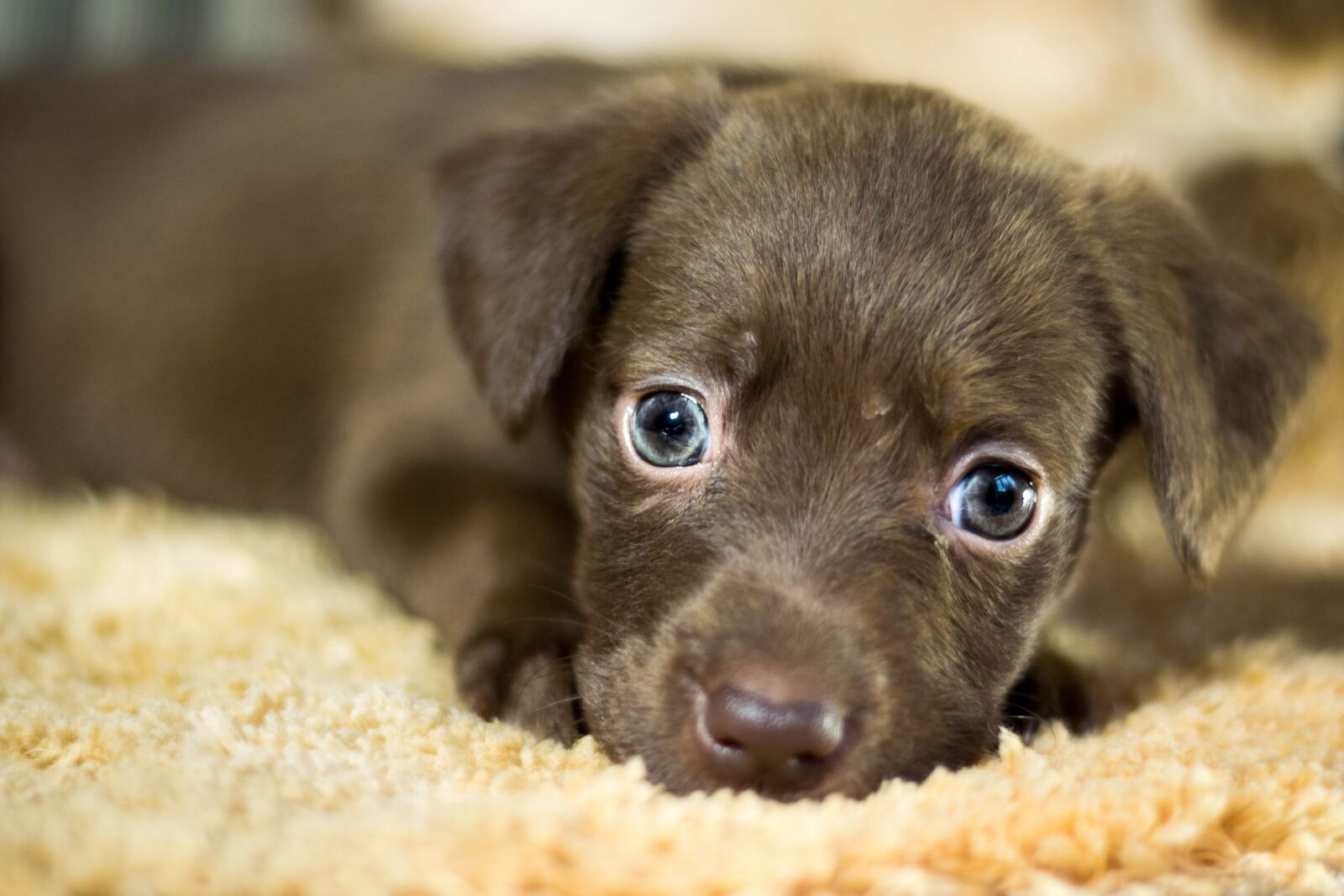 Nikon D5300 sample photo. Dog, adoption, home photography