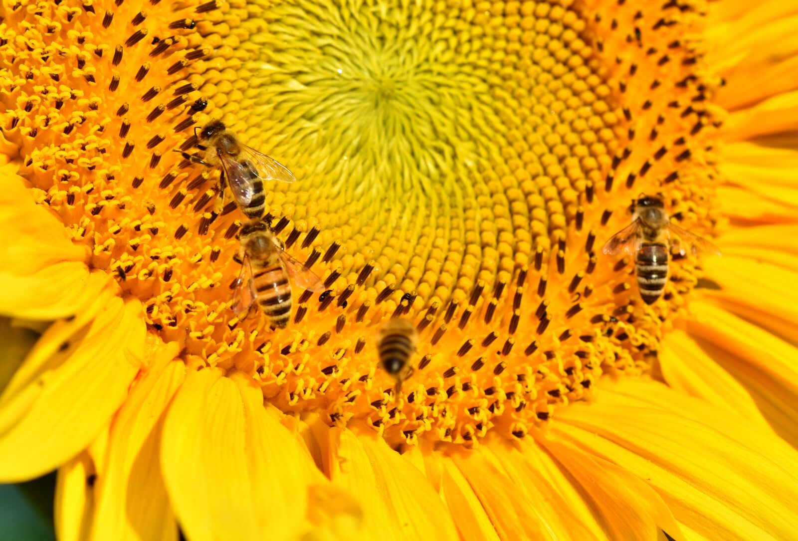 Nikon D7200 sample photo. Sunflower, bee, insect photography
