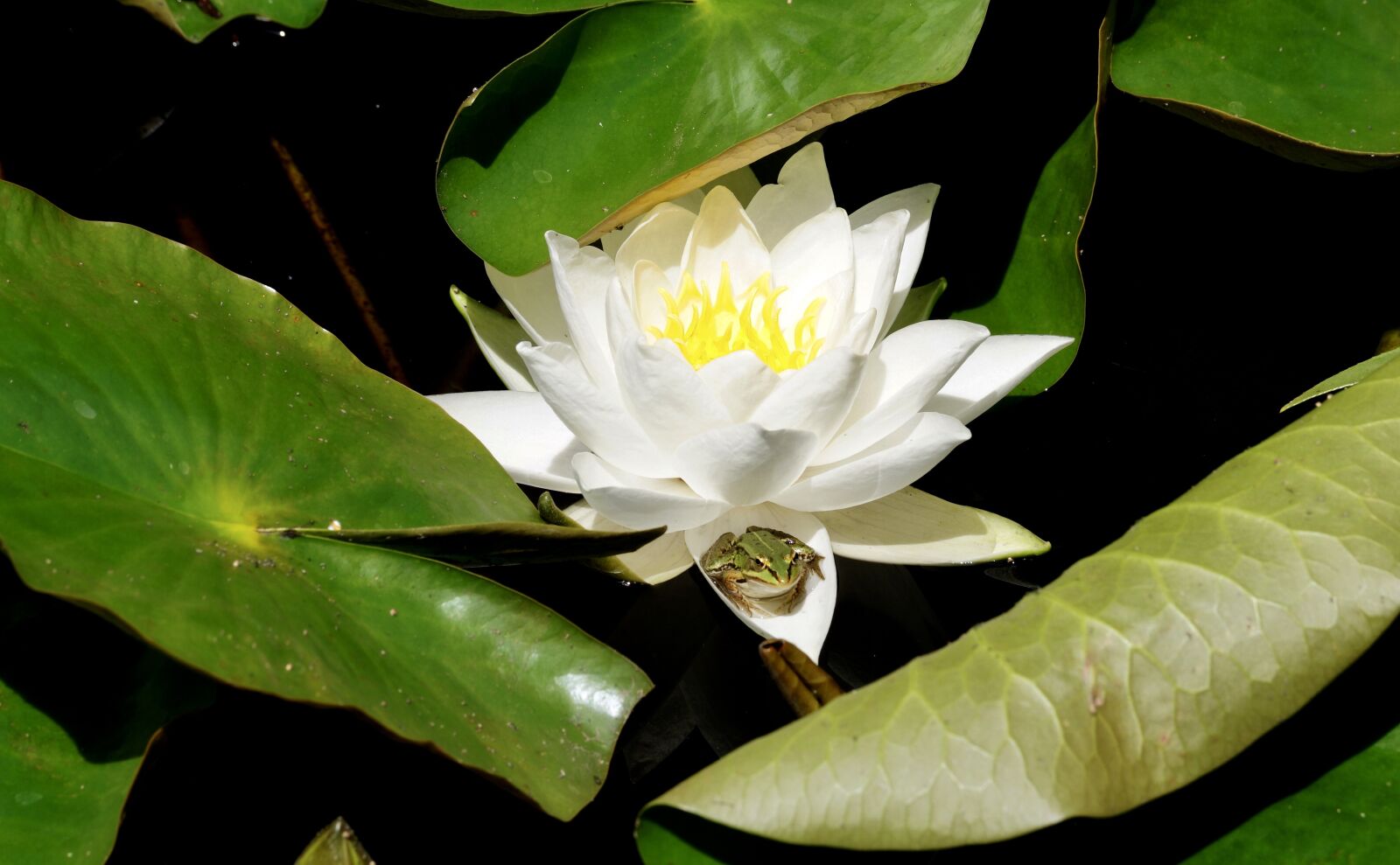 Sony DT 55-300mm F4.5-5.6 SAM sample photo. Water lily, aquatic plant photography
