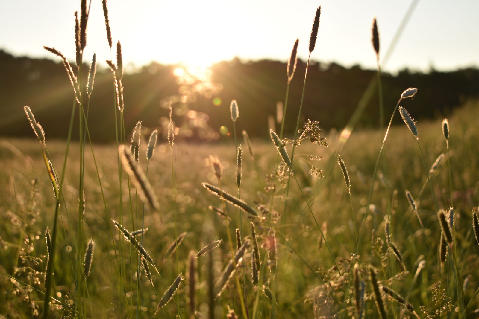 Nikon D3500 sample photo. Sunrise, meadow, morning photography