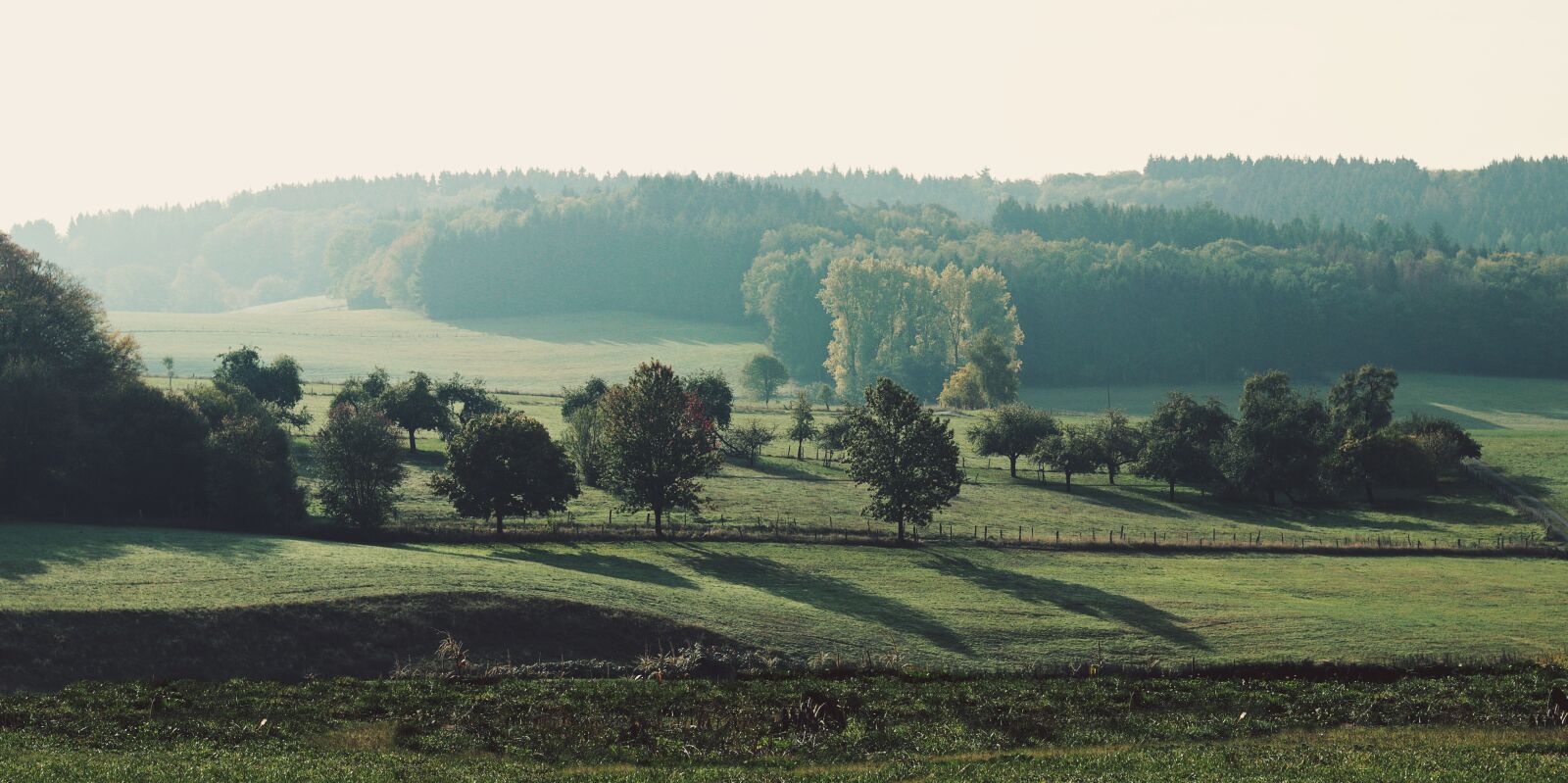Canon EF 50mm F1.8 STM sample photo. Meadow, trees, landscape photography