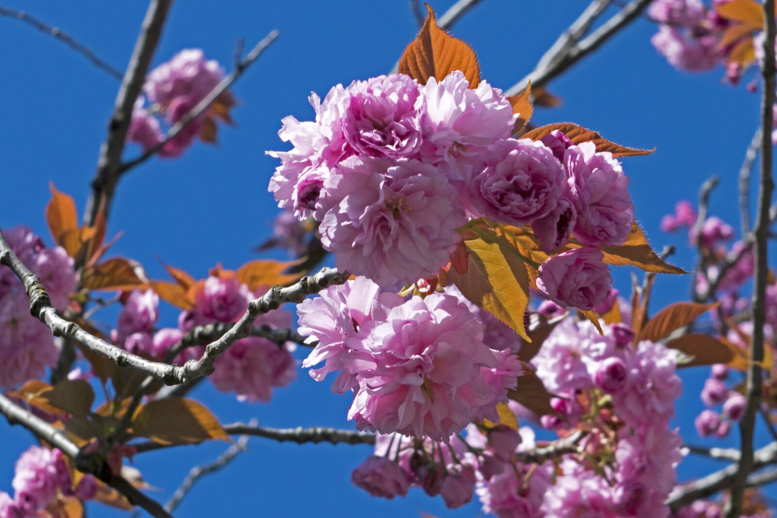 Nikon D3300 sample photo. Flower, tree, branch photography