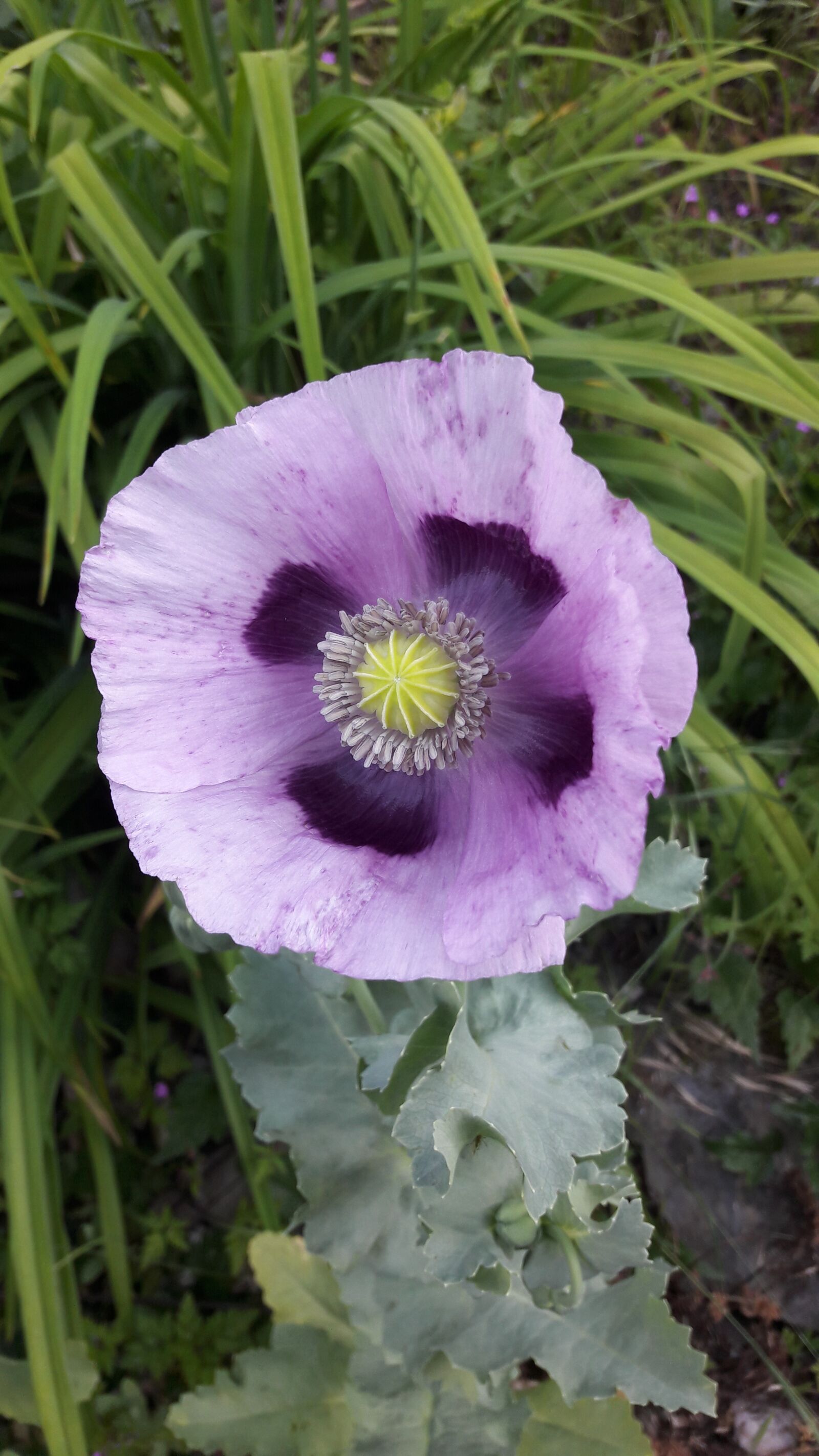 Samsung Galaxy A5(2016) sample photo. Poppy, violet, purple photography