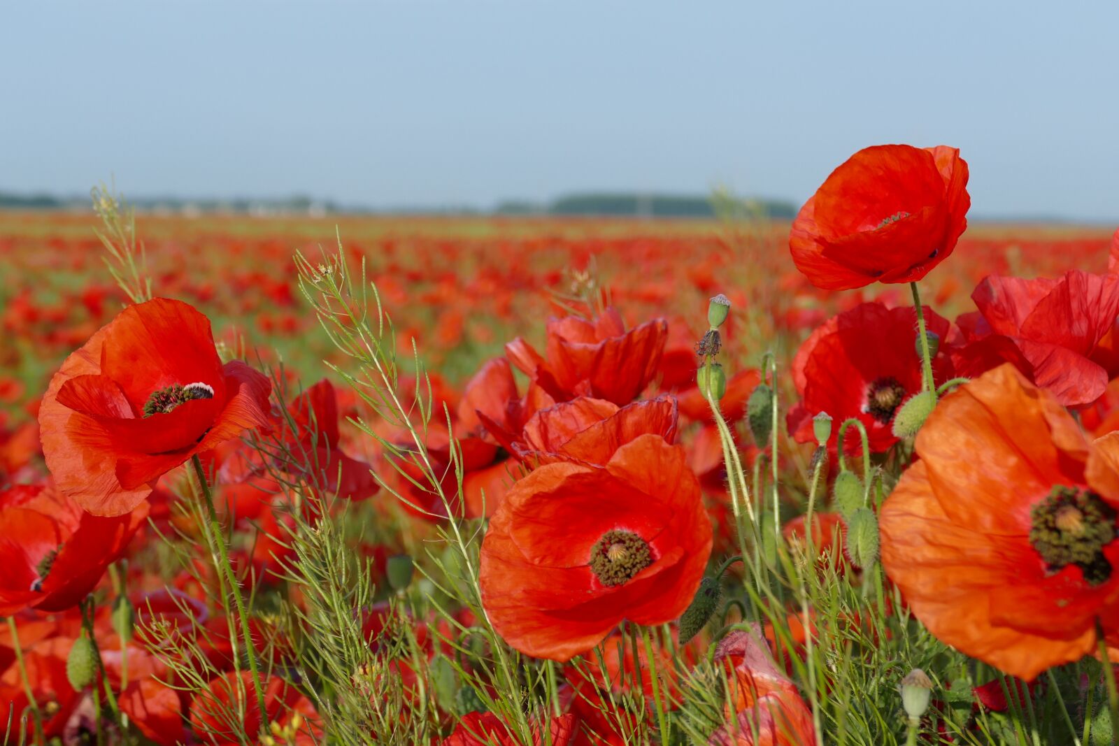 Panasonic Lumix DMC-FZ1000 sample photo. Poppies, field of poppies photography