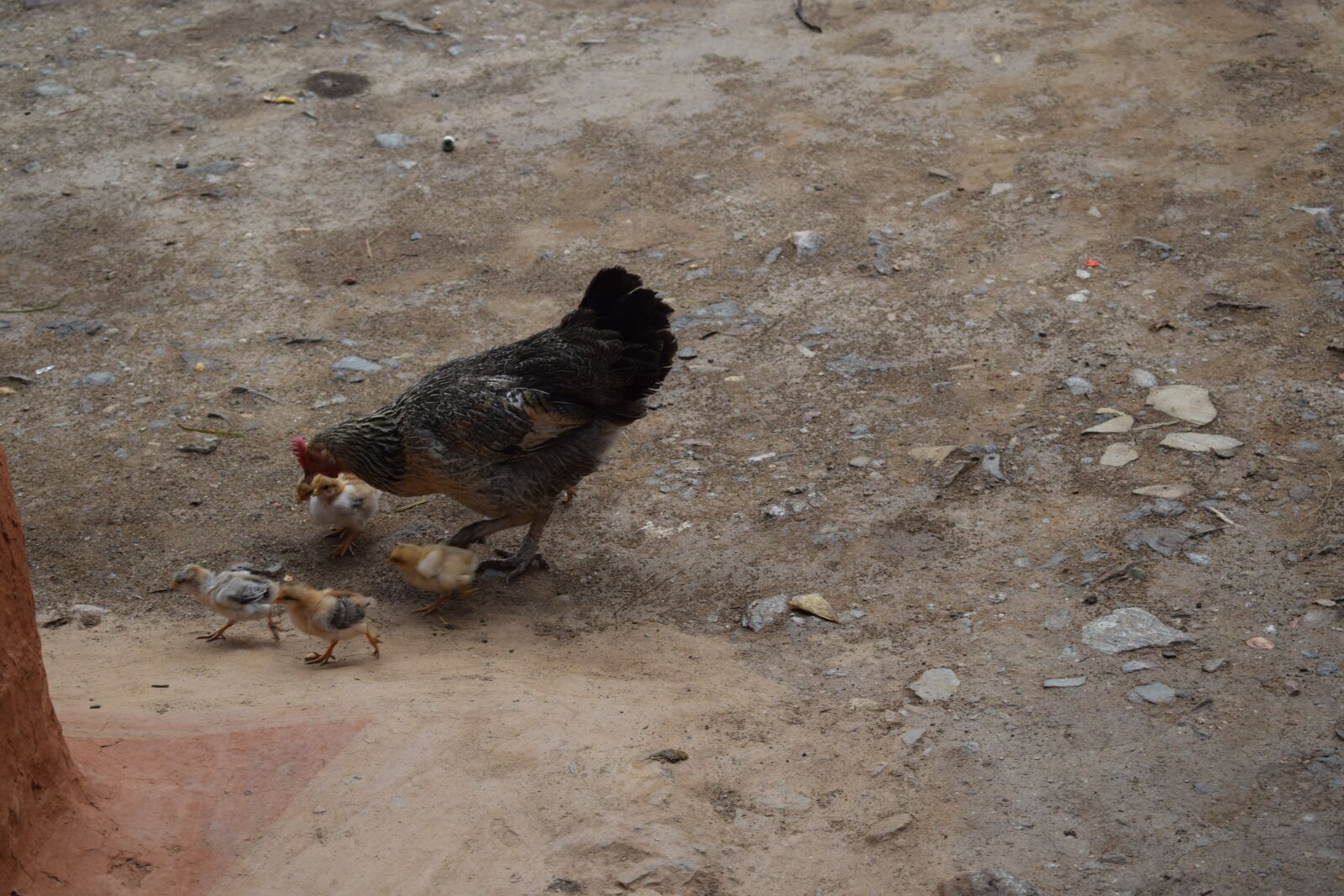Nikon D5300 sample photo. Chicken, hen, poultry photography
