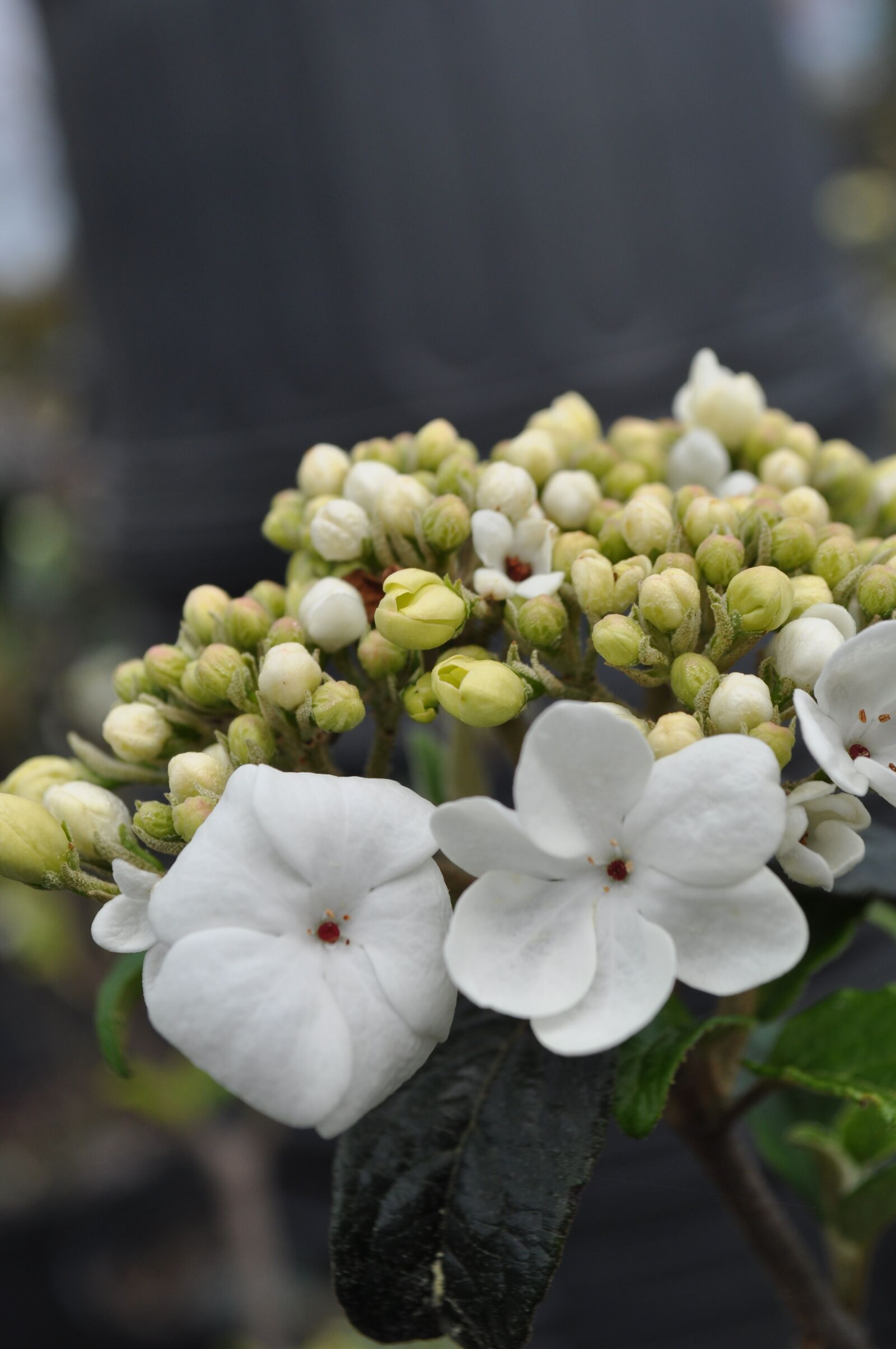 Nikon D5000 sample photo. Viburnum, plant, bloom photography