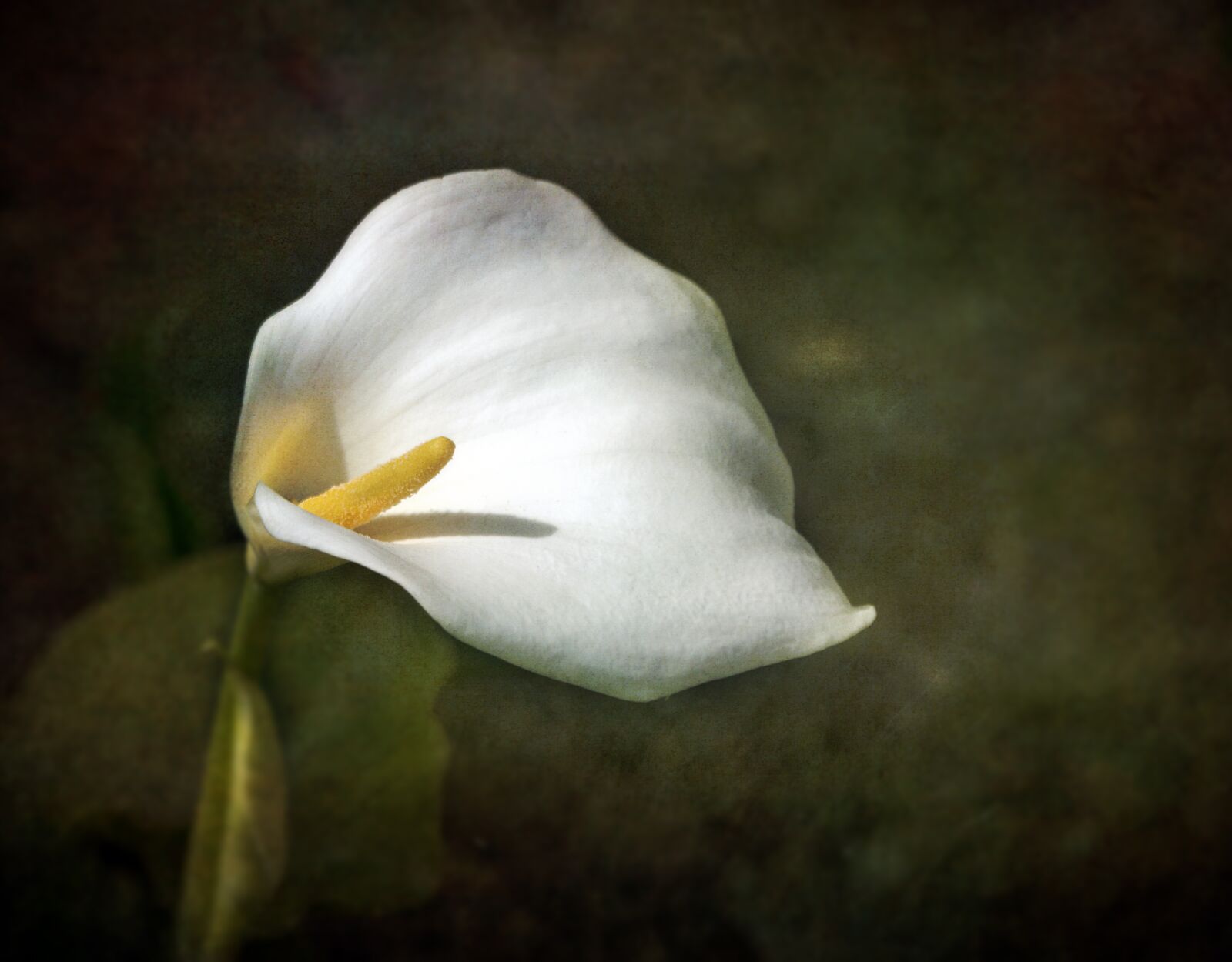 Sigma 100-400mm F5-6.3 DG OS HSM sample photo. Arum-lily, white, botany photography
