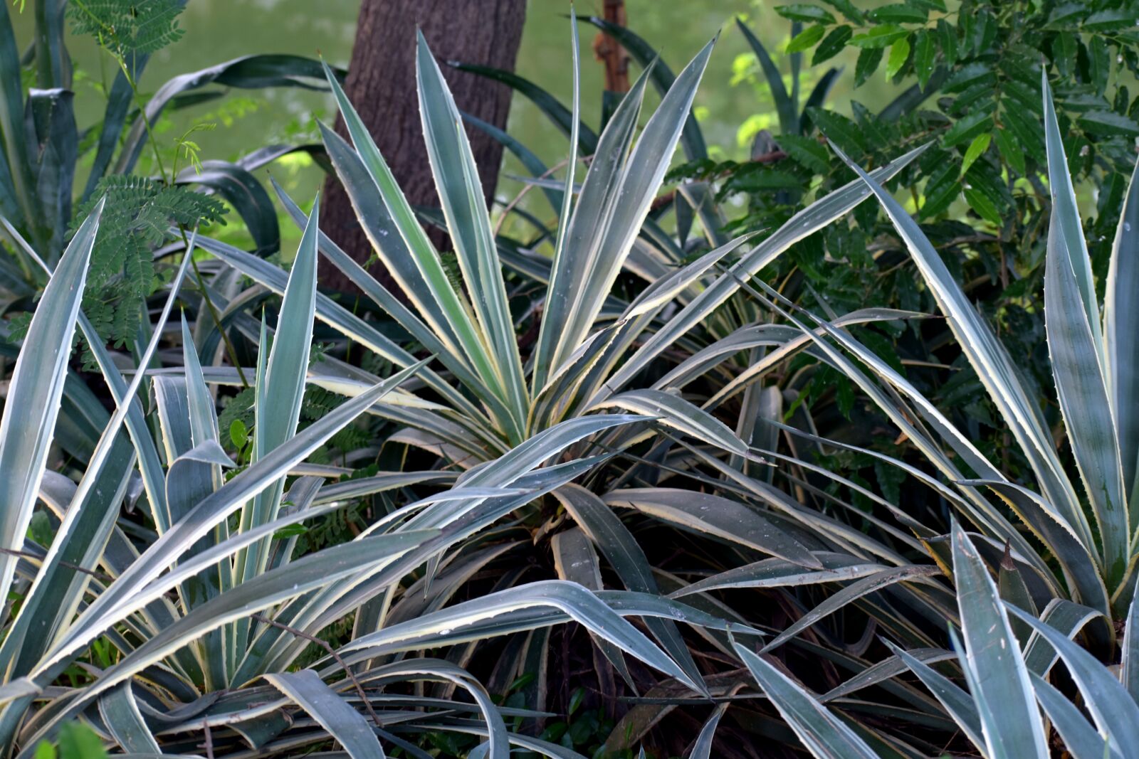Nikon D5600 sample photo. Yucca plant, shrubs, thorny photography