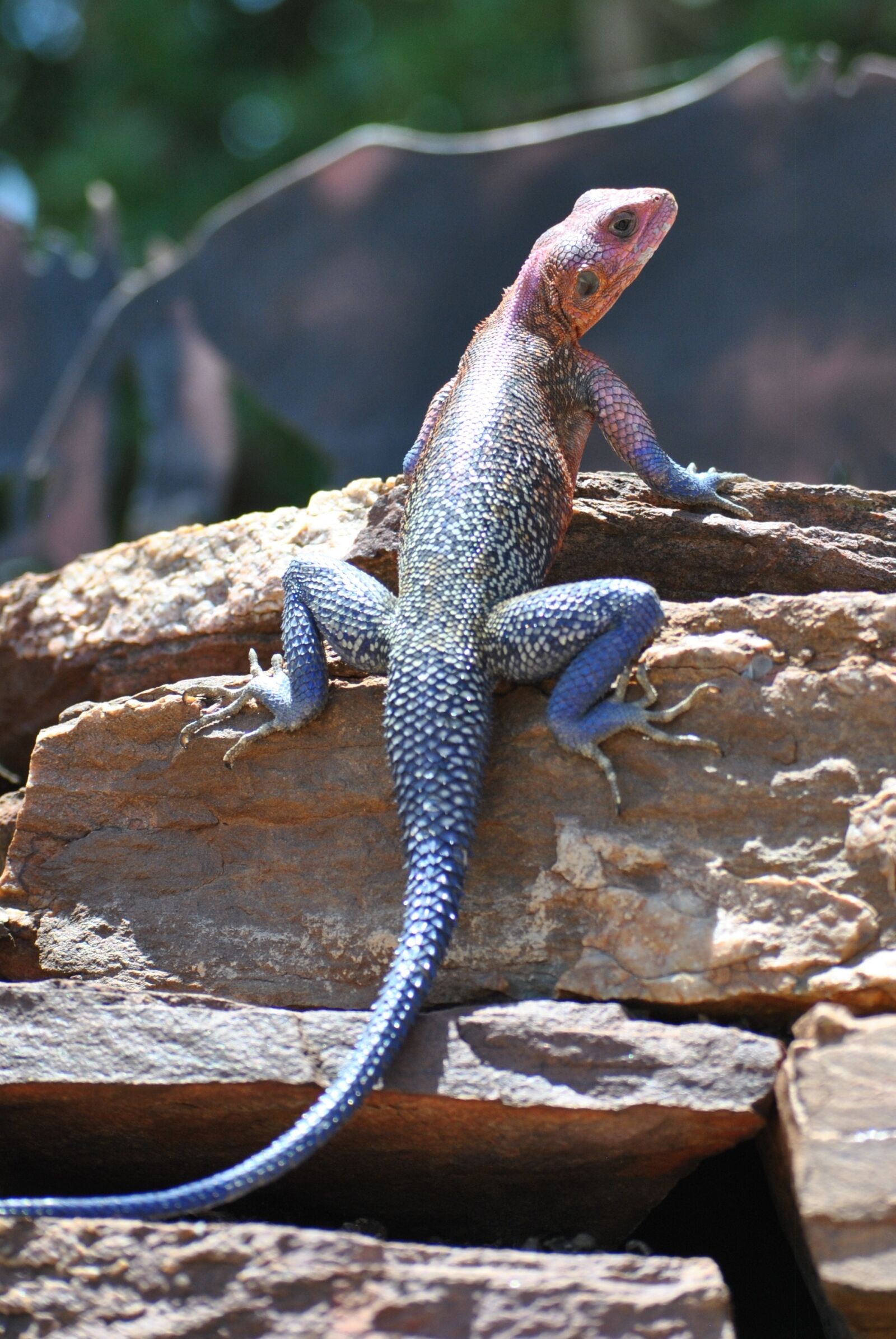 Nikon D3000 sample photo. Gecko, lizard, salamander photography