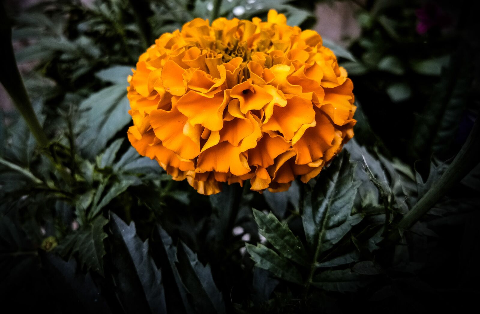 vivo 1609 sample photo. Marigold, flower, orange photography