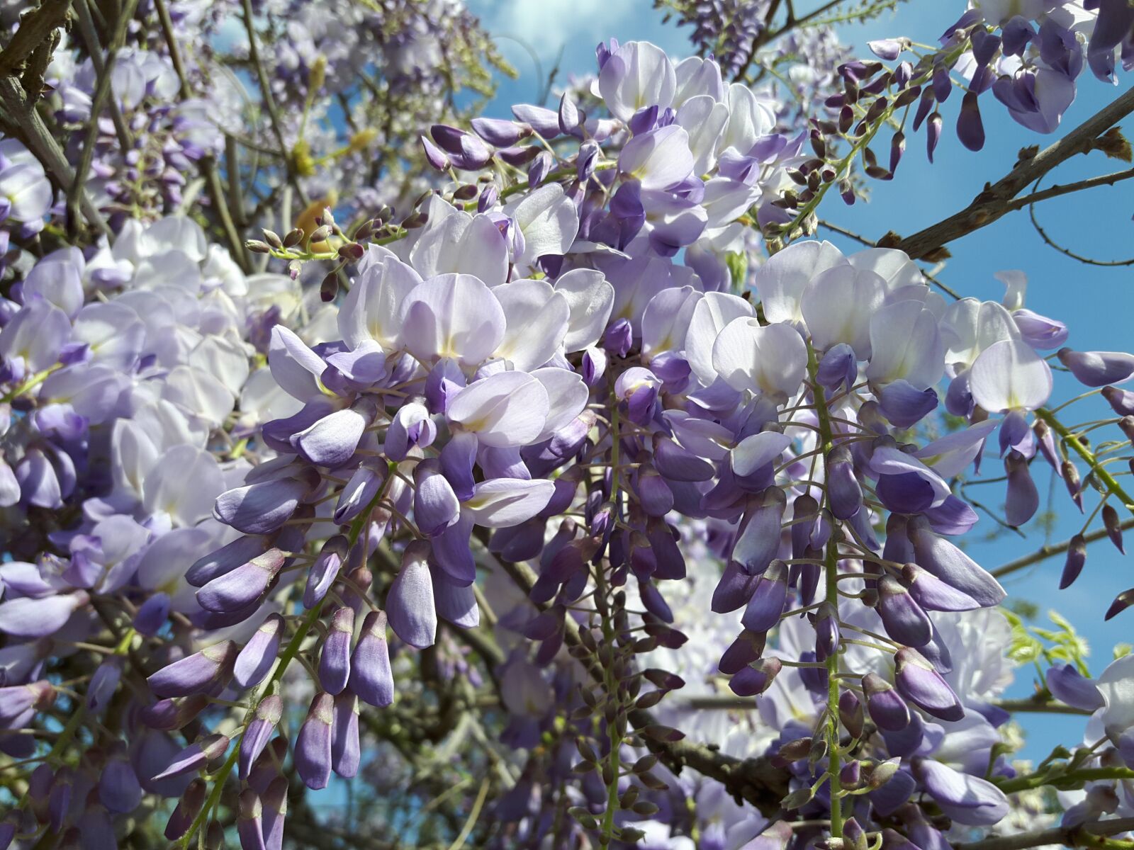 Samsung Galaxy A8 sample photo. Flower, azalea, lilac photography