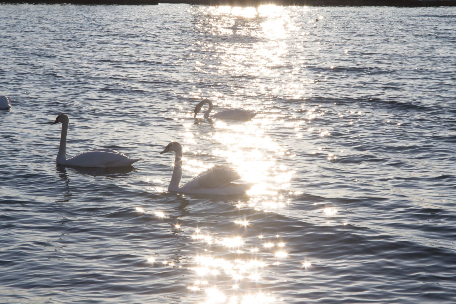 Canon EF-S 17-85mm F4-5.6 IS USM sample photo. Ray, swans, swan photography