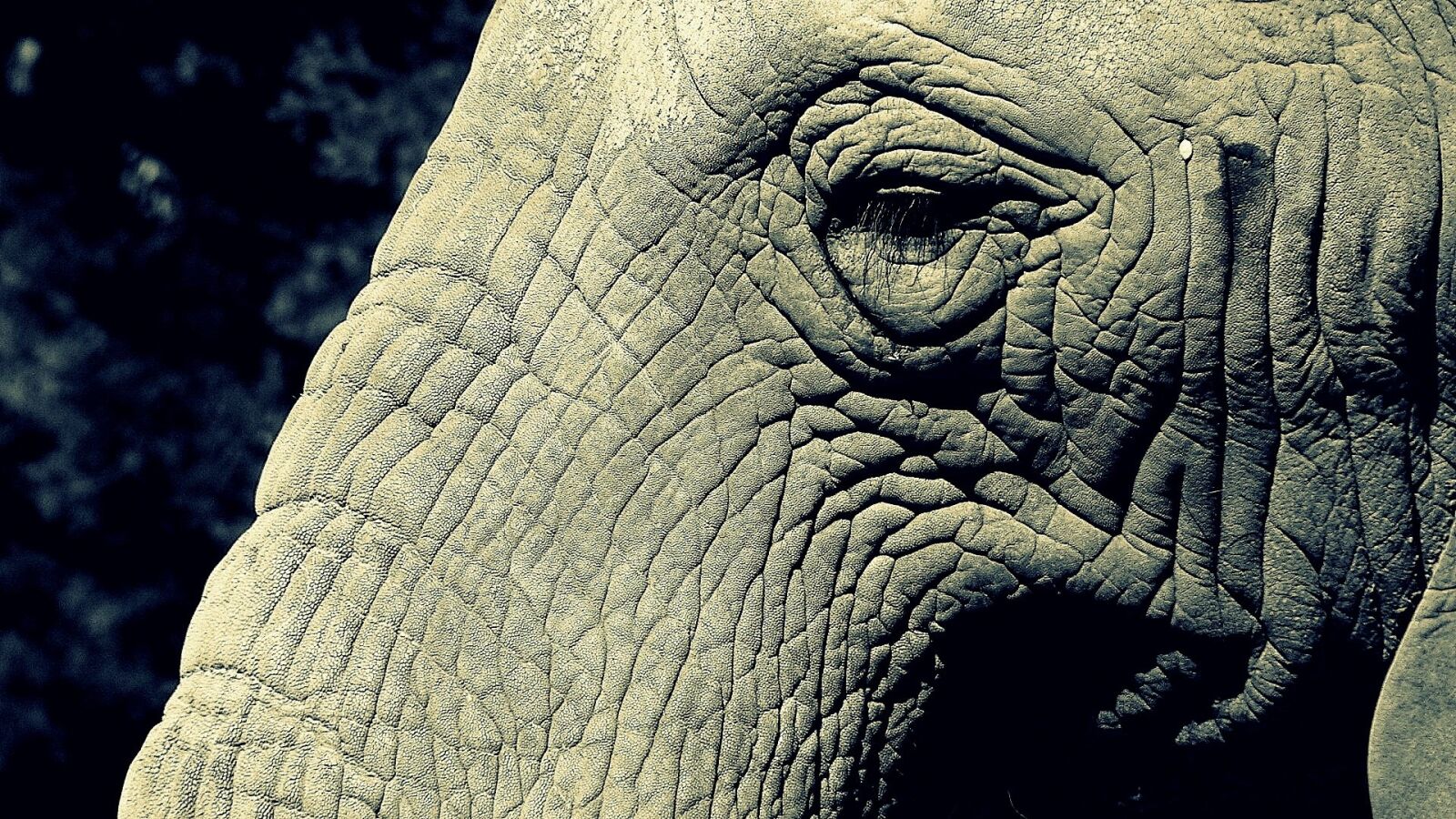 Panasonic DMC-FZ20 sample photo. Elephant, trunk, eye photography